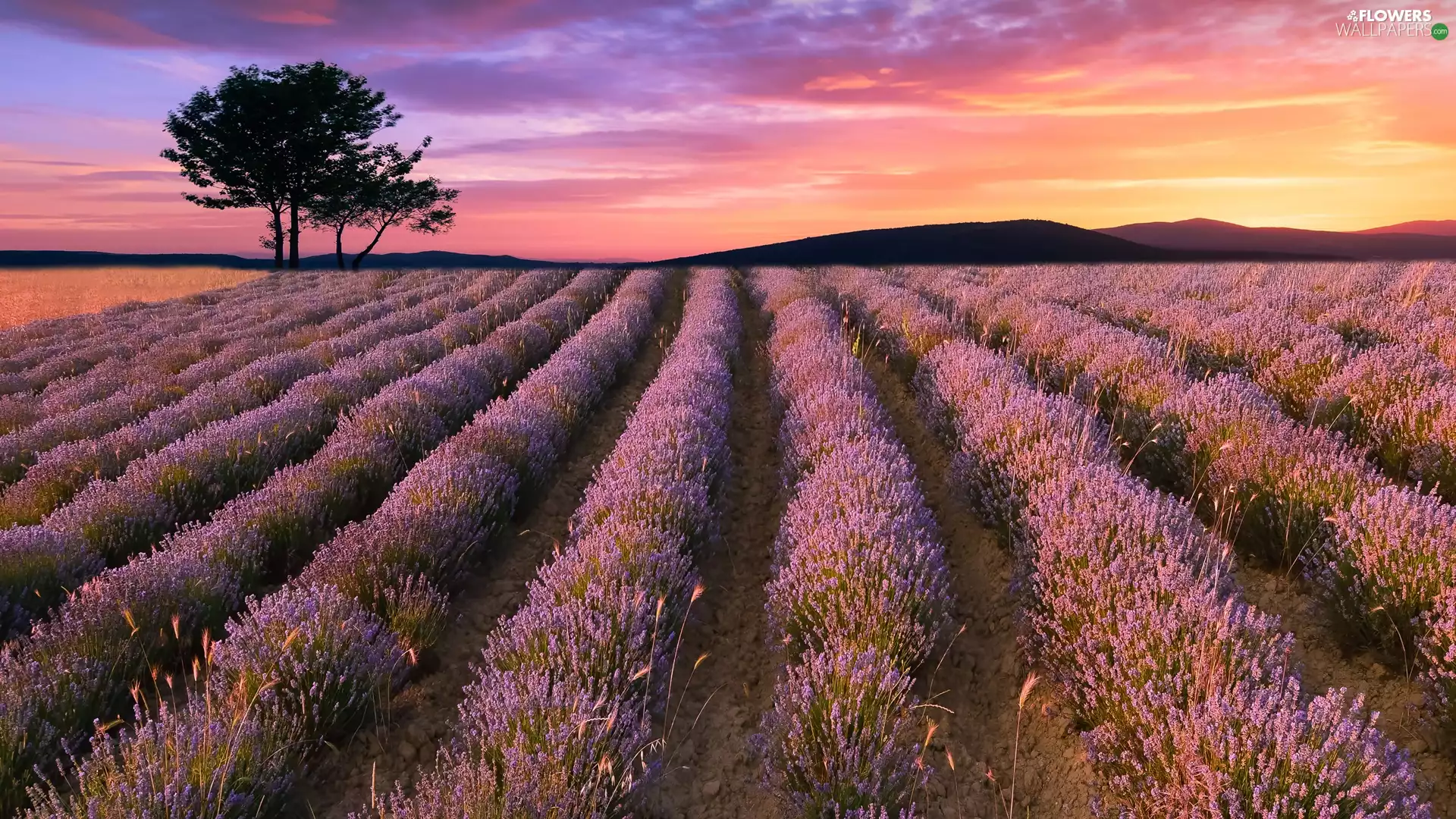 Field, trees, Great Sunsets, lavender