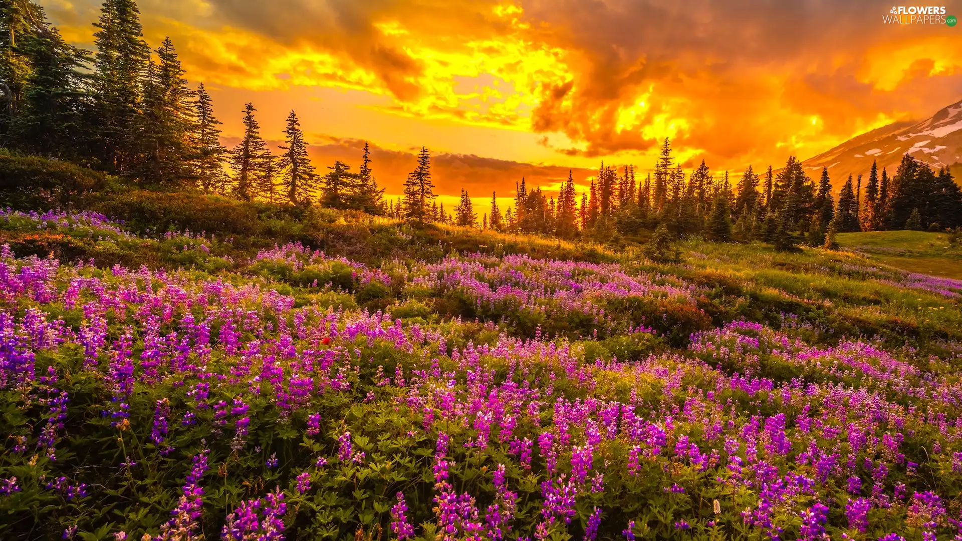 Mount Rainier National Park, Great Sunsets, viewes, Meadow, trees, Washington, The United States, lupine