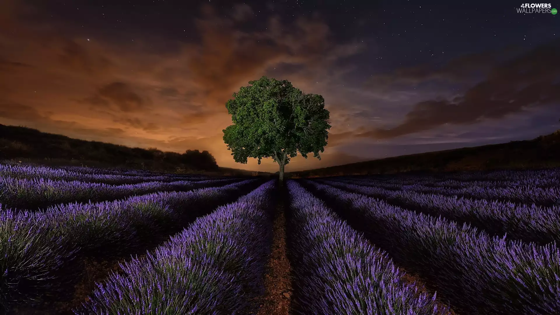 lavender, trees, Great Sunsets, plantation