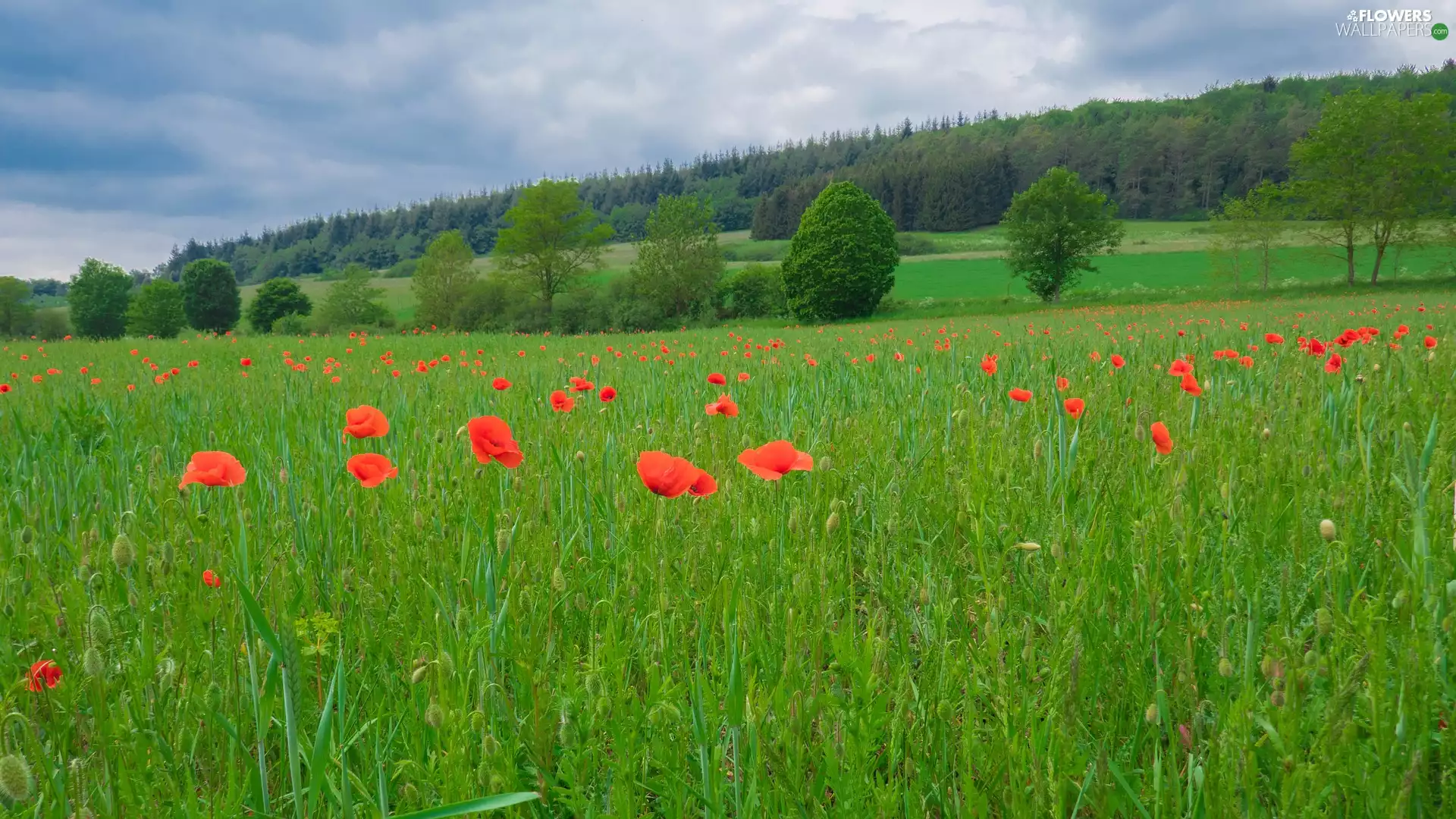 viewes, papavers, Hill, trees, Meadow, forest, clouds