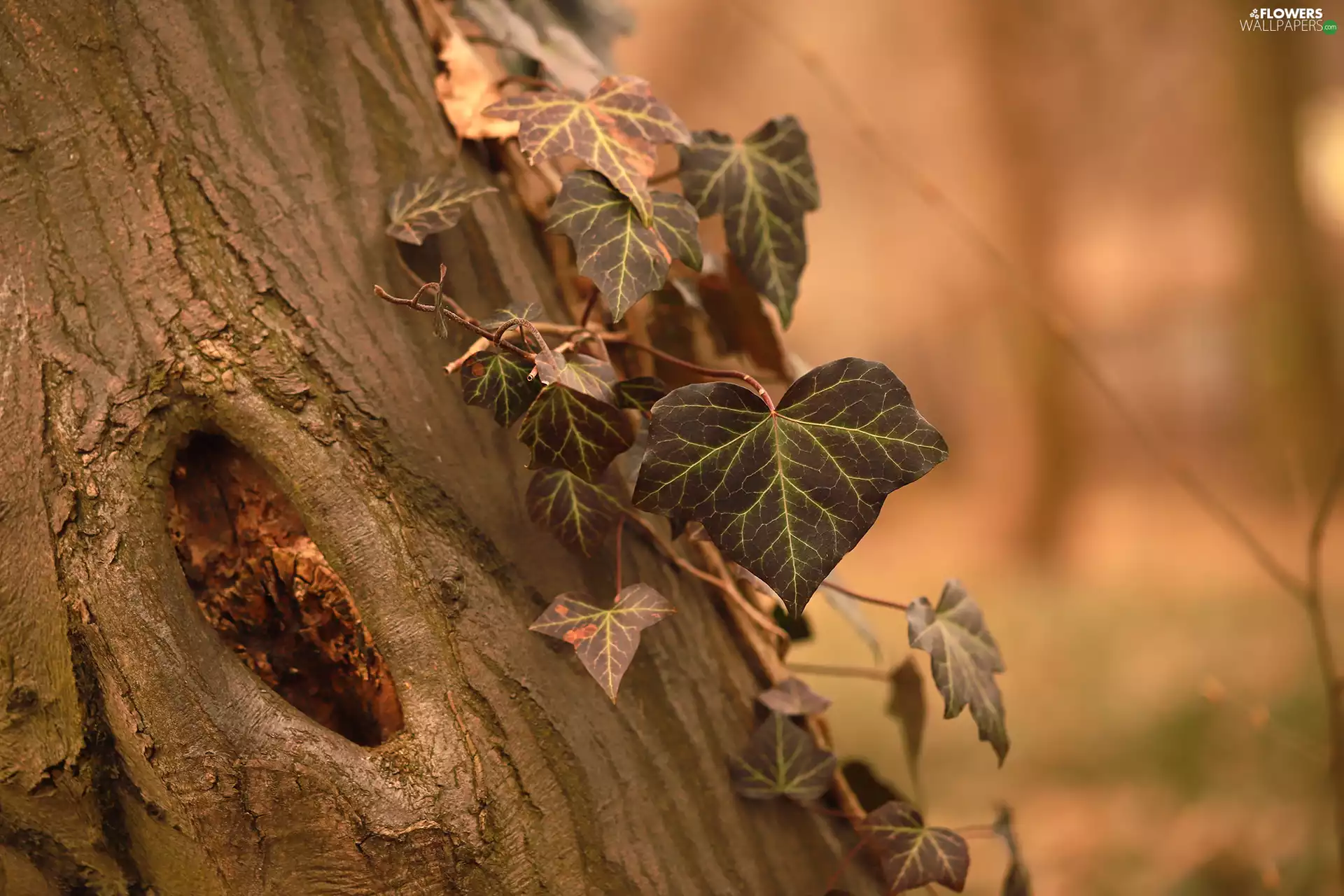 ivy, cork, Leaf, trees