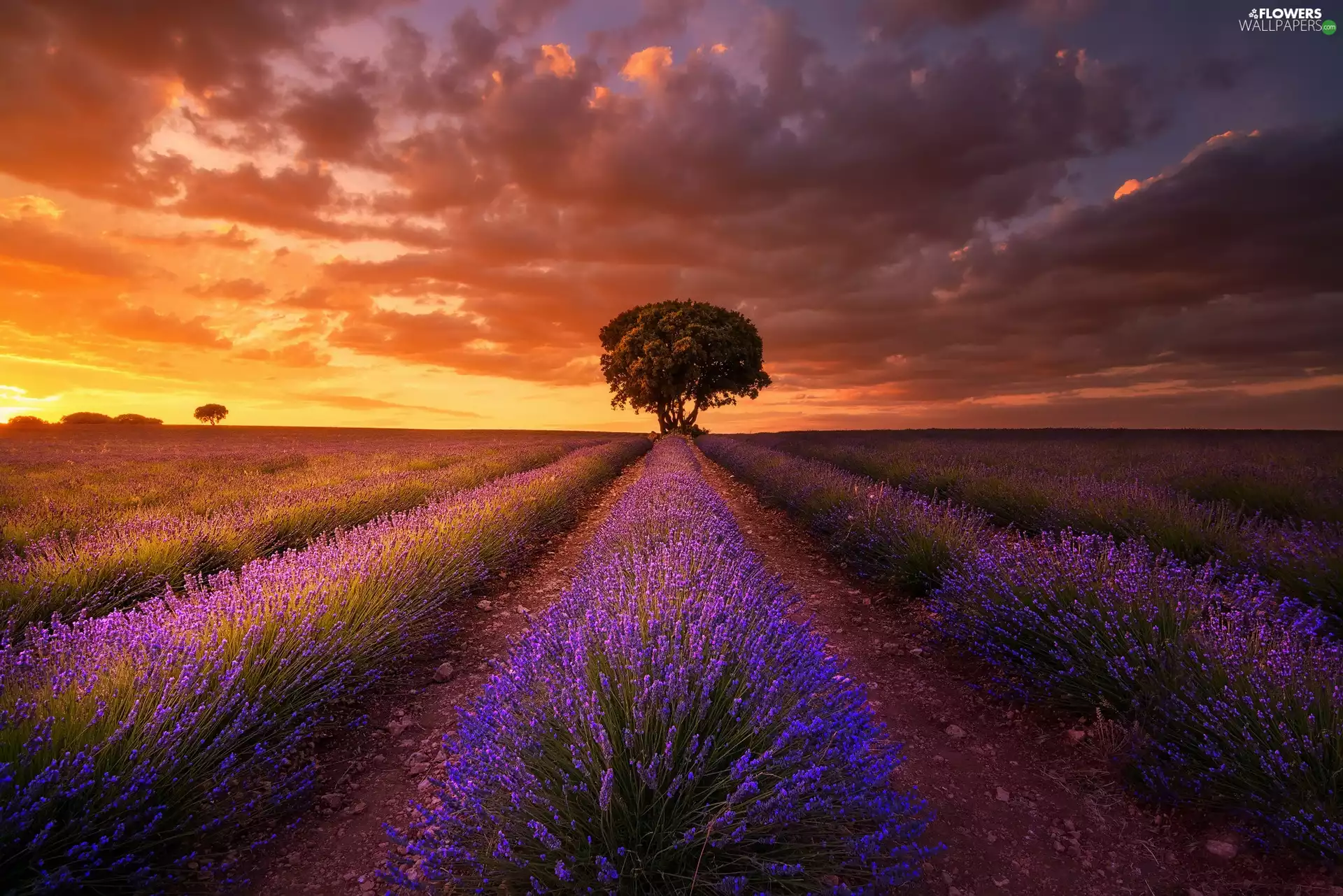 Great Sunsets, clouds, trees, viewes, lavender