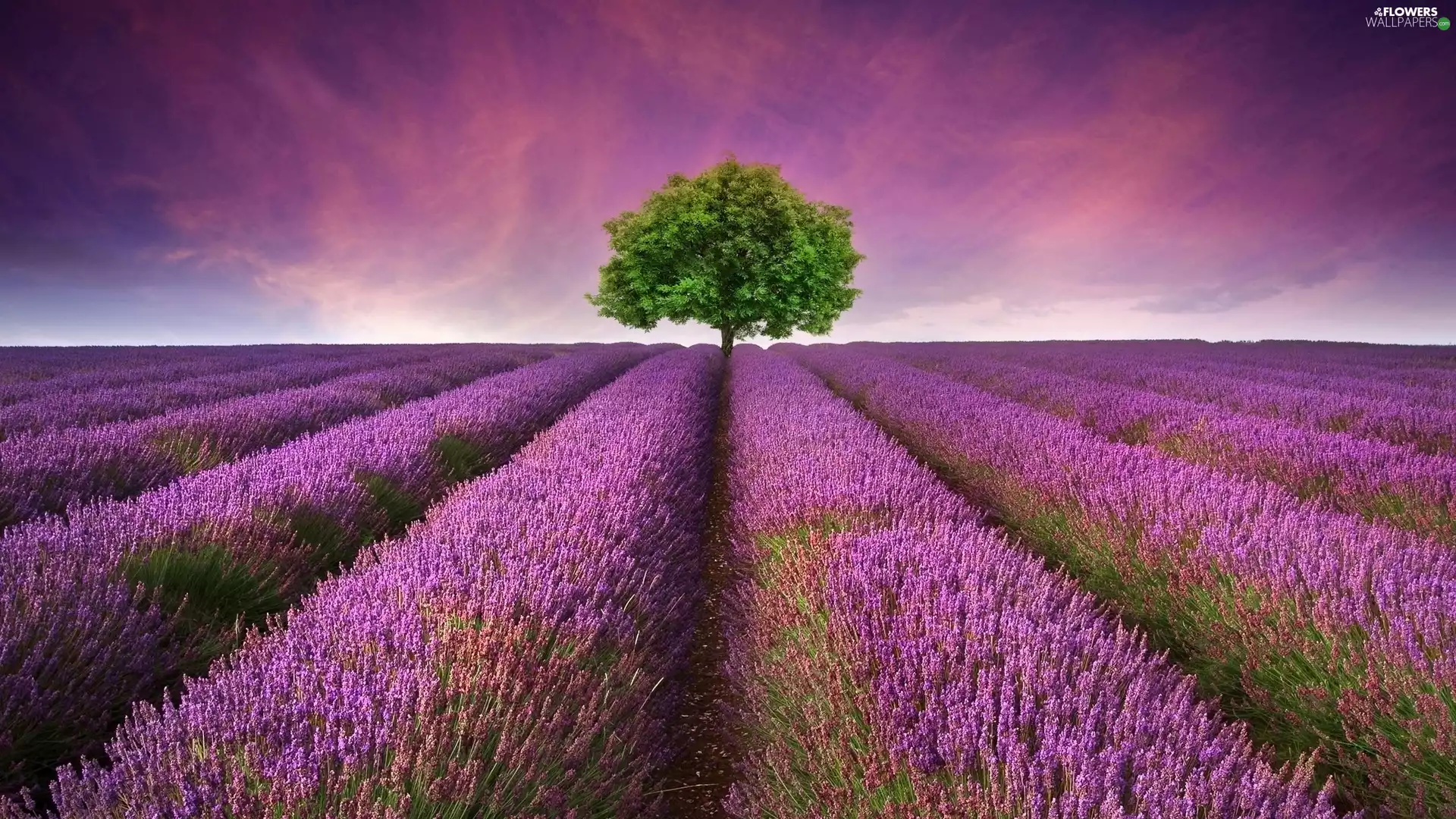 trees, Field, lavender