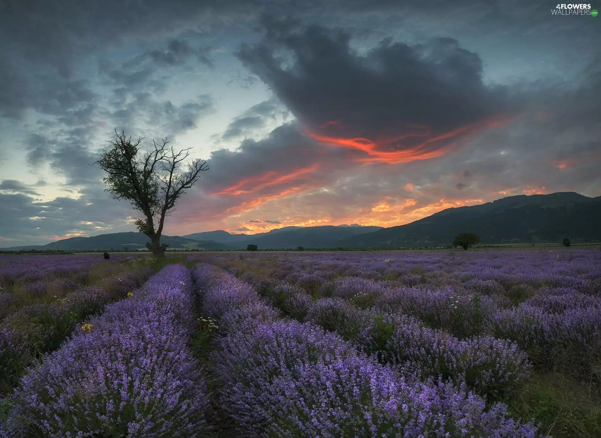 The Hills, lavender, trees, viewes, clouds, Field