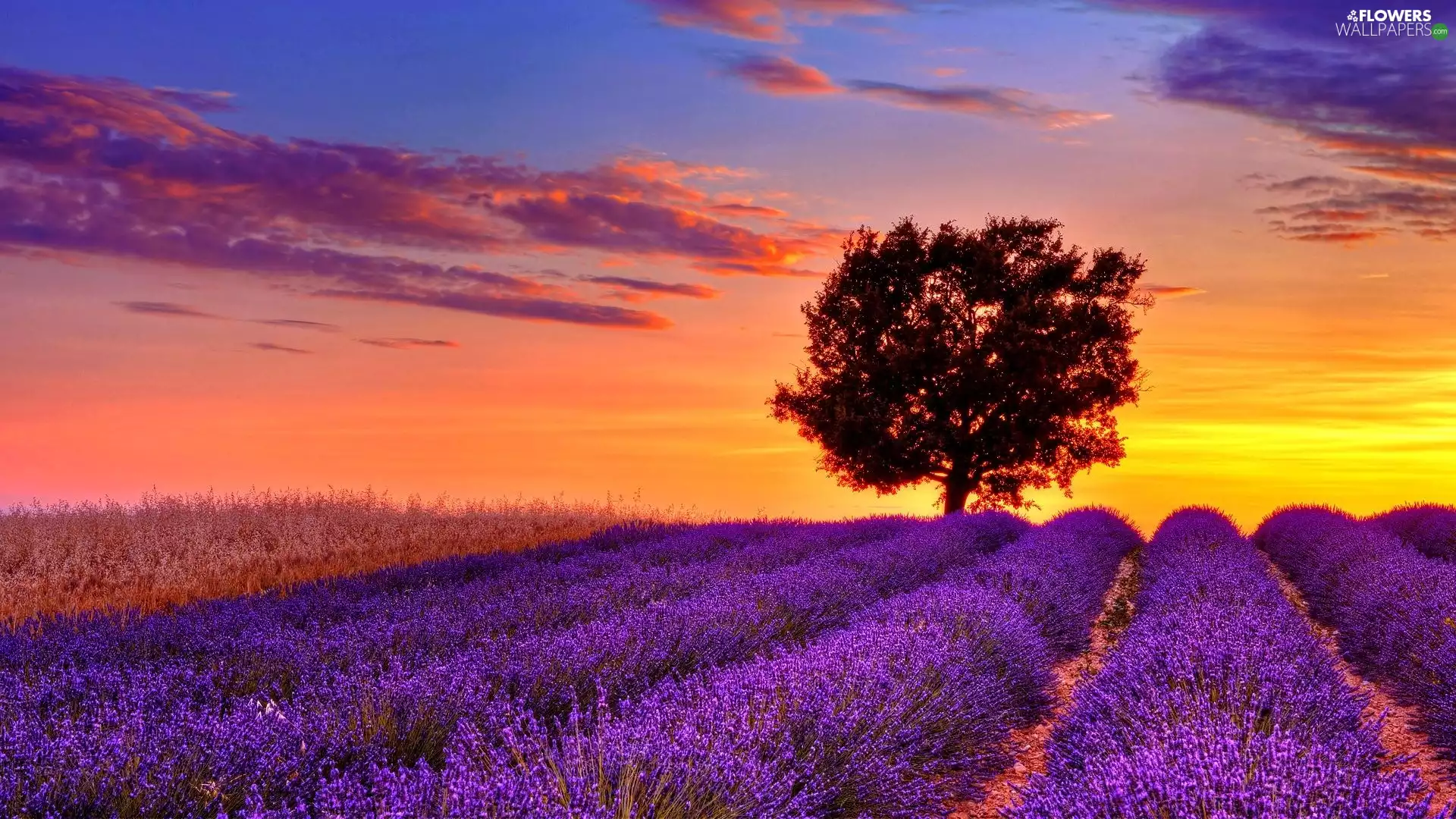 lavender, west, sun, trees