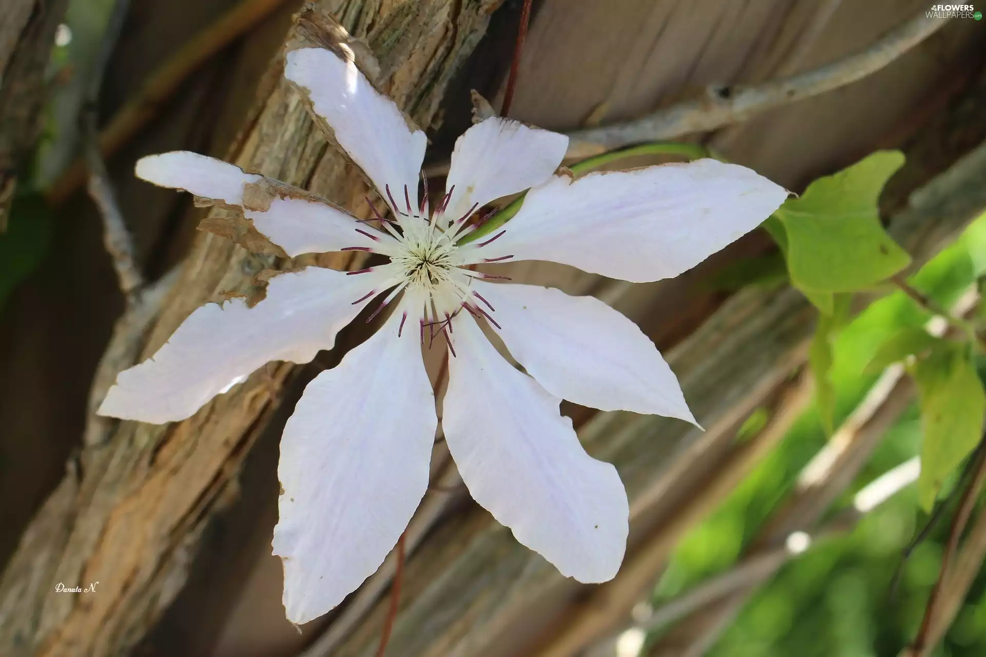 White, trees, Leaf, Colourfull Flowers