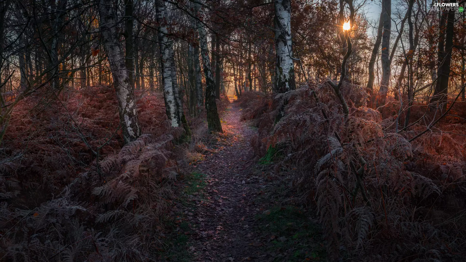 viewes, forest, Leaf, trees, autumn, Path, fern