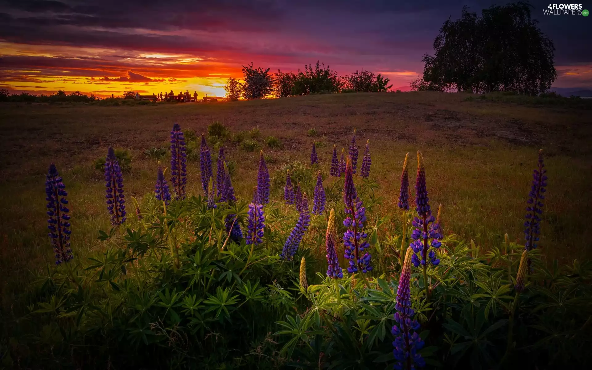 trees, viewes, Meadow, clouds, Great Sunsets, lupins, Flowers, evening