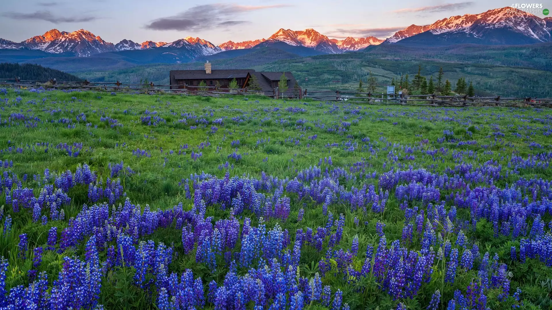 viewes, forest, Meadow, trees, Mountains, Houses, lupine