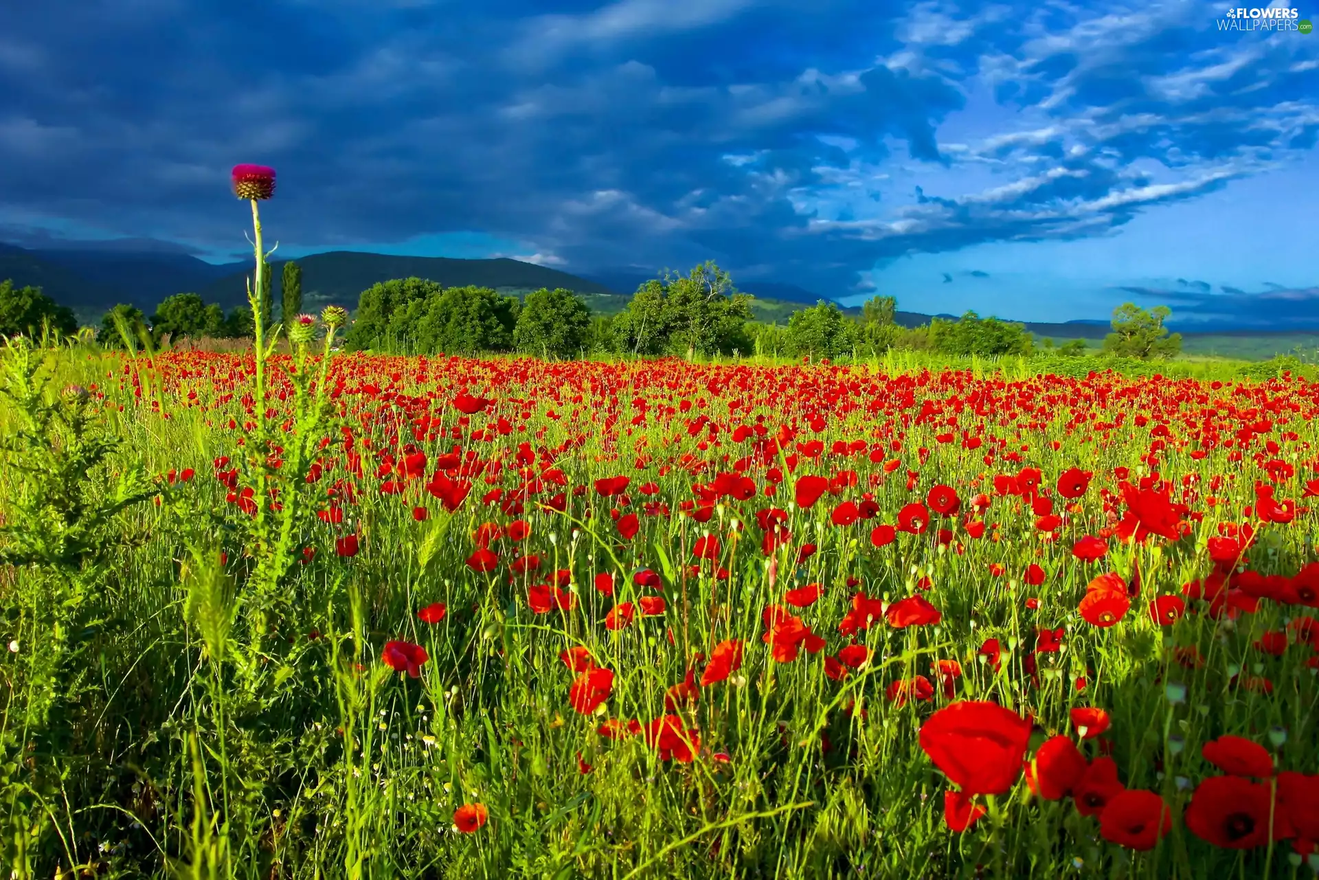 papavers, viewes, Meadow, trees