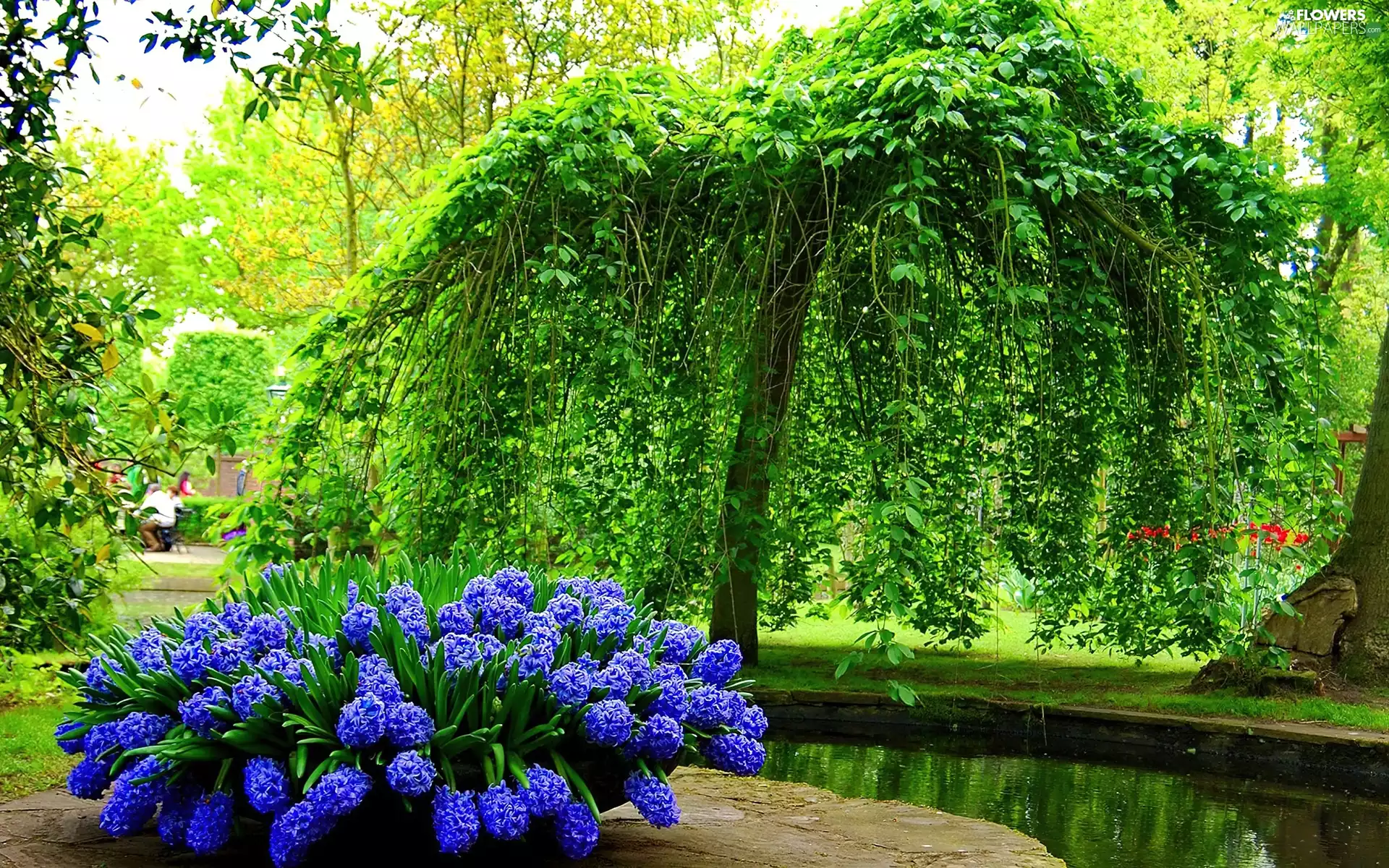Park, viewes, Hyacinths, trees