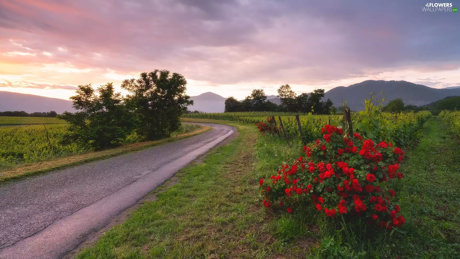 viewes, Way, roses, trees, Mountains, Flowers, Sunrise