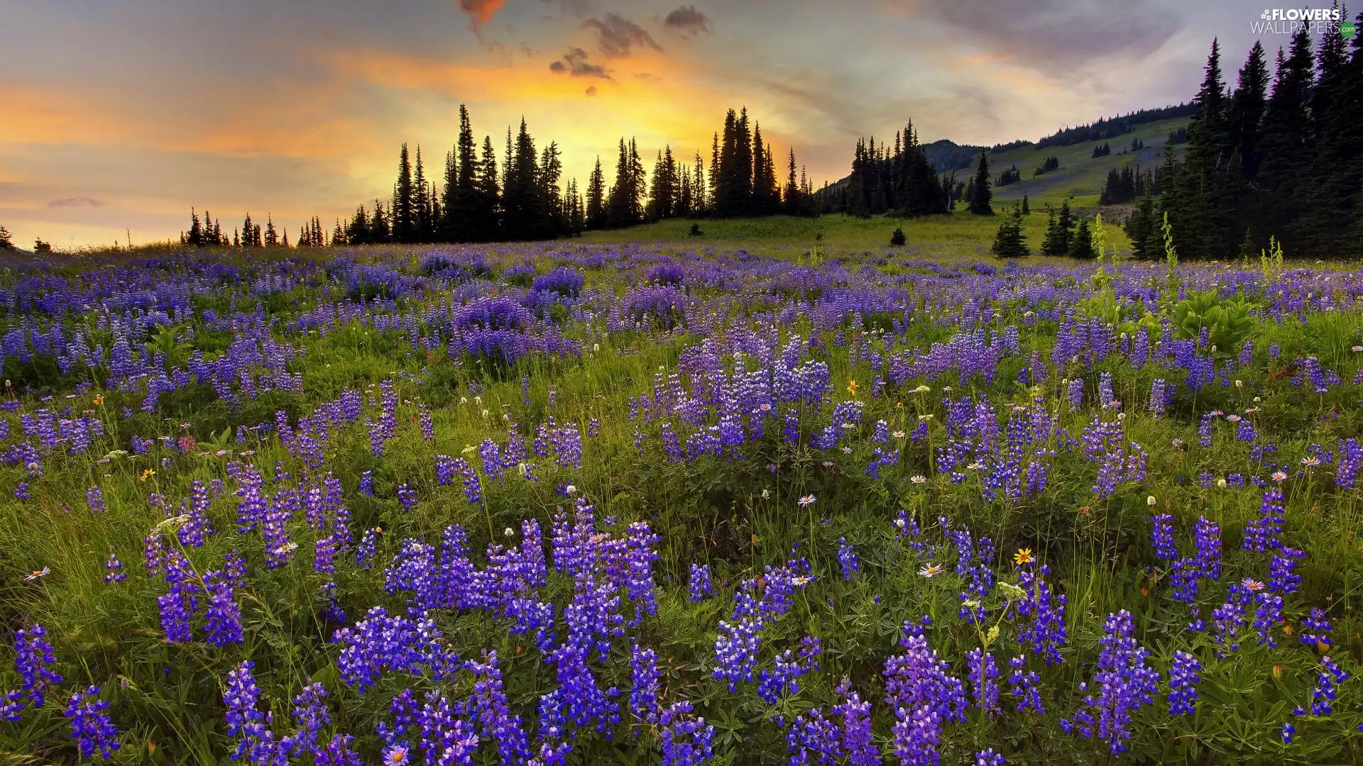 sun, rays, viewes, The Setting, Meadow, trees, lupine