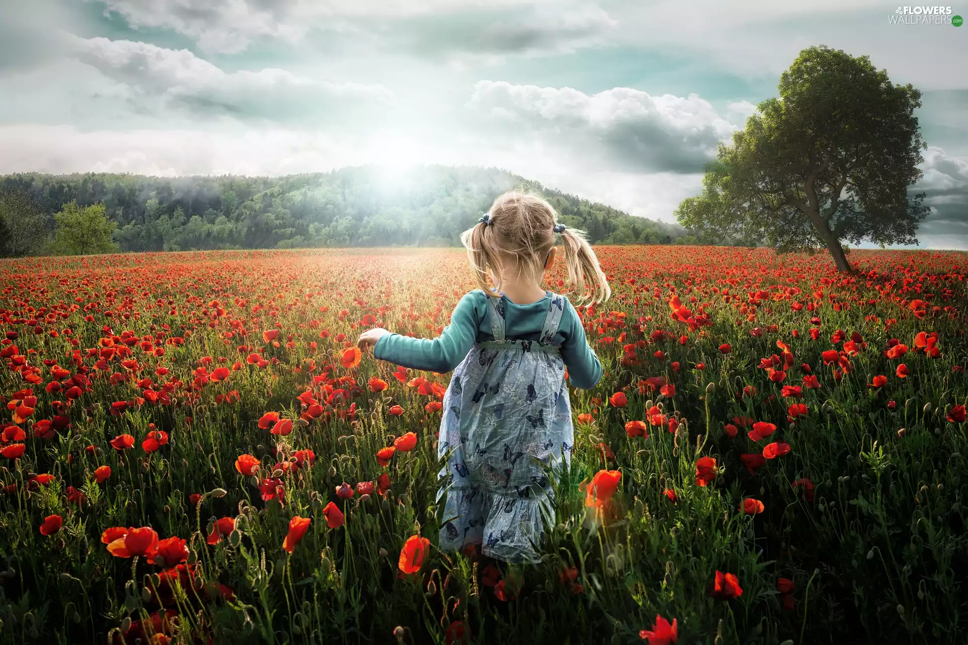 small, papavers, trees, girl