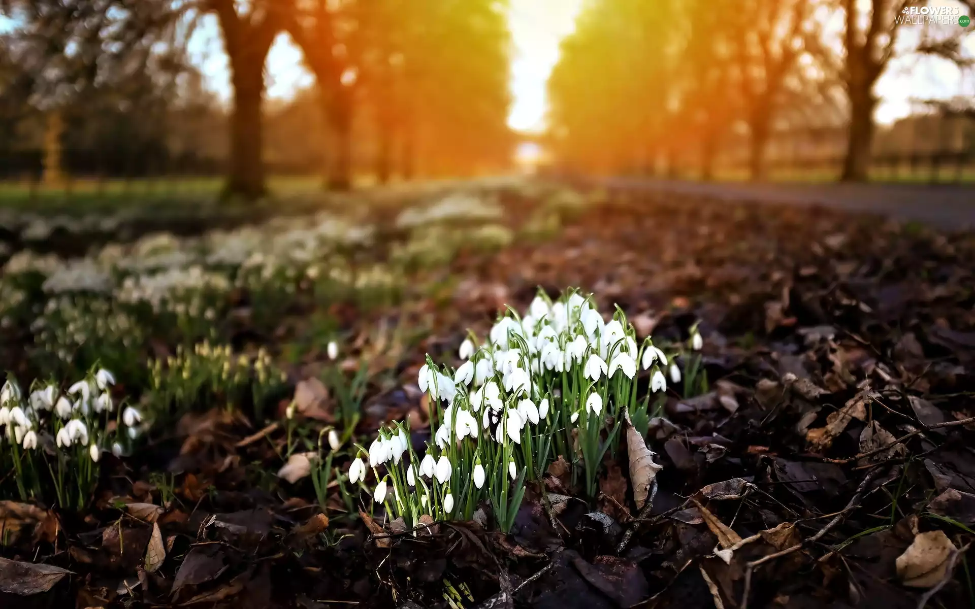 snowdrops, viewes, sun, trees