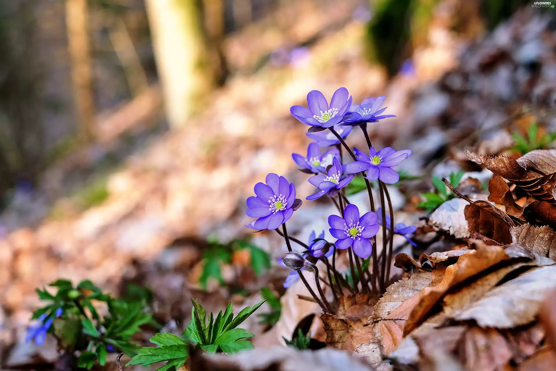 Leaf, Liverworts, viewes, forest, Blue, trees, Spring