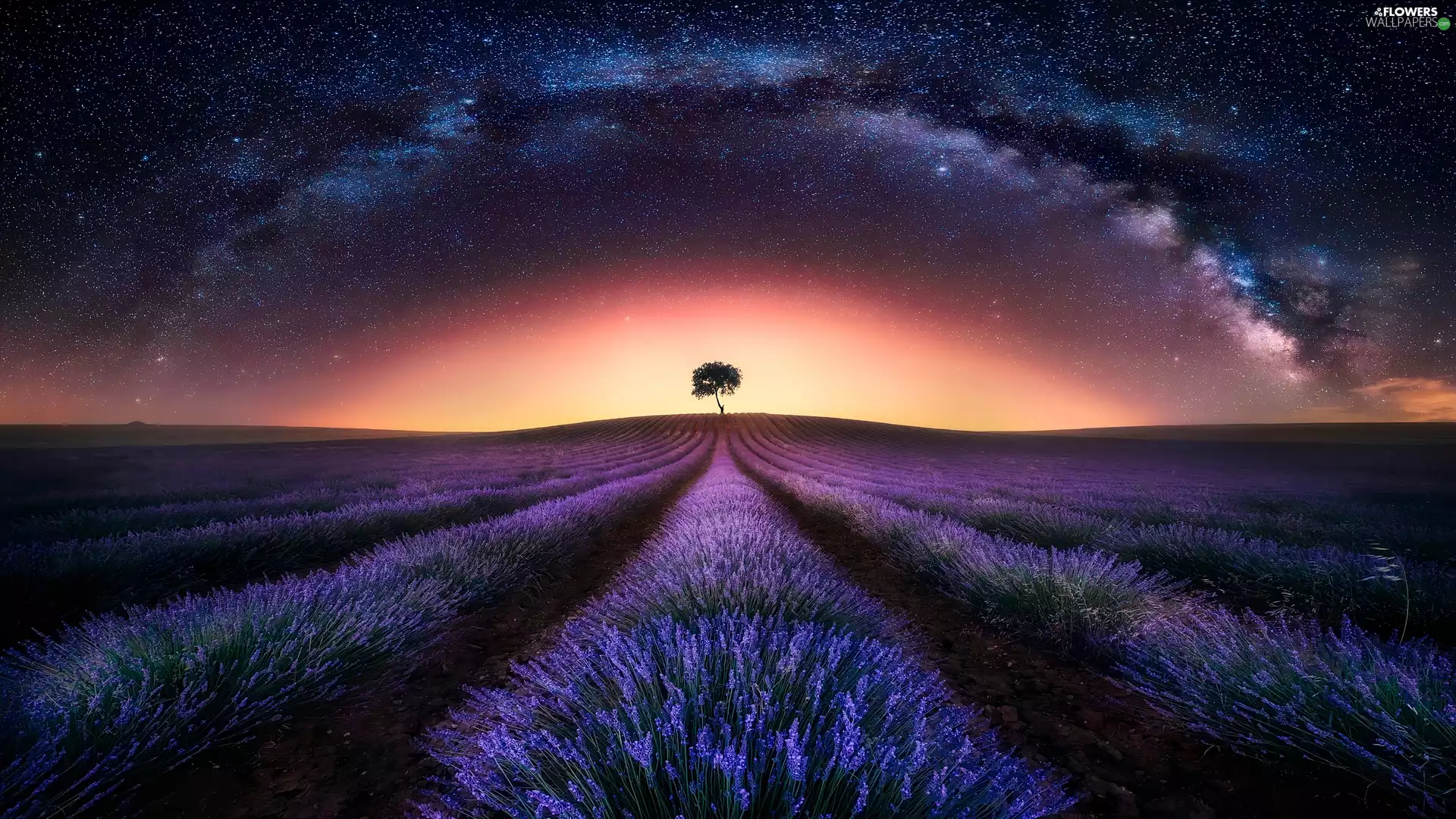 Star way, star, lavender, Night, Sky, Field, trees