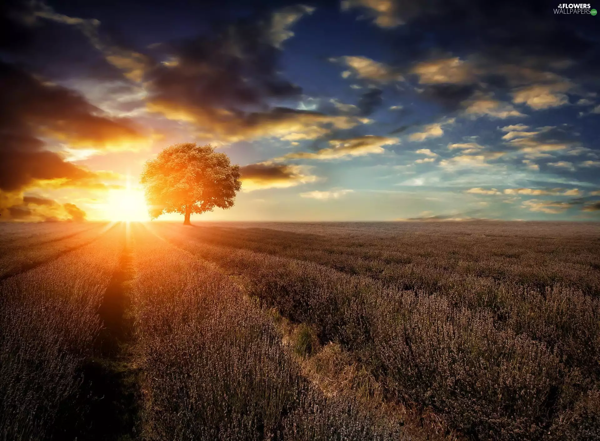 clouds, west, lavender, trees, Field, sun