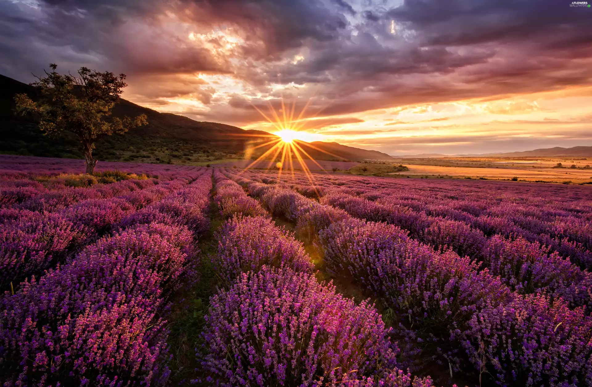 Field, trees, sun, lavender, west