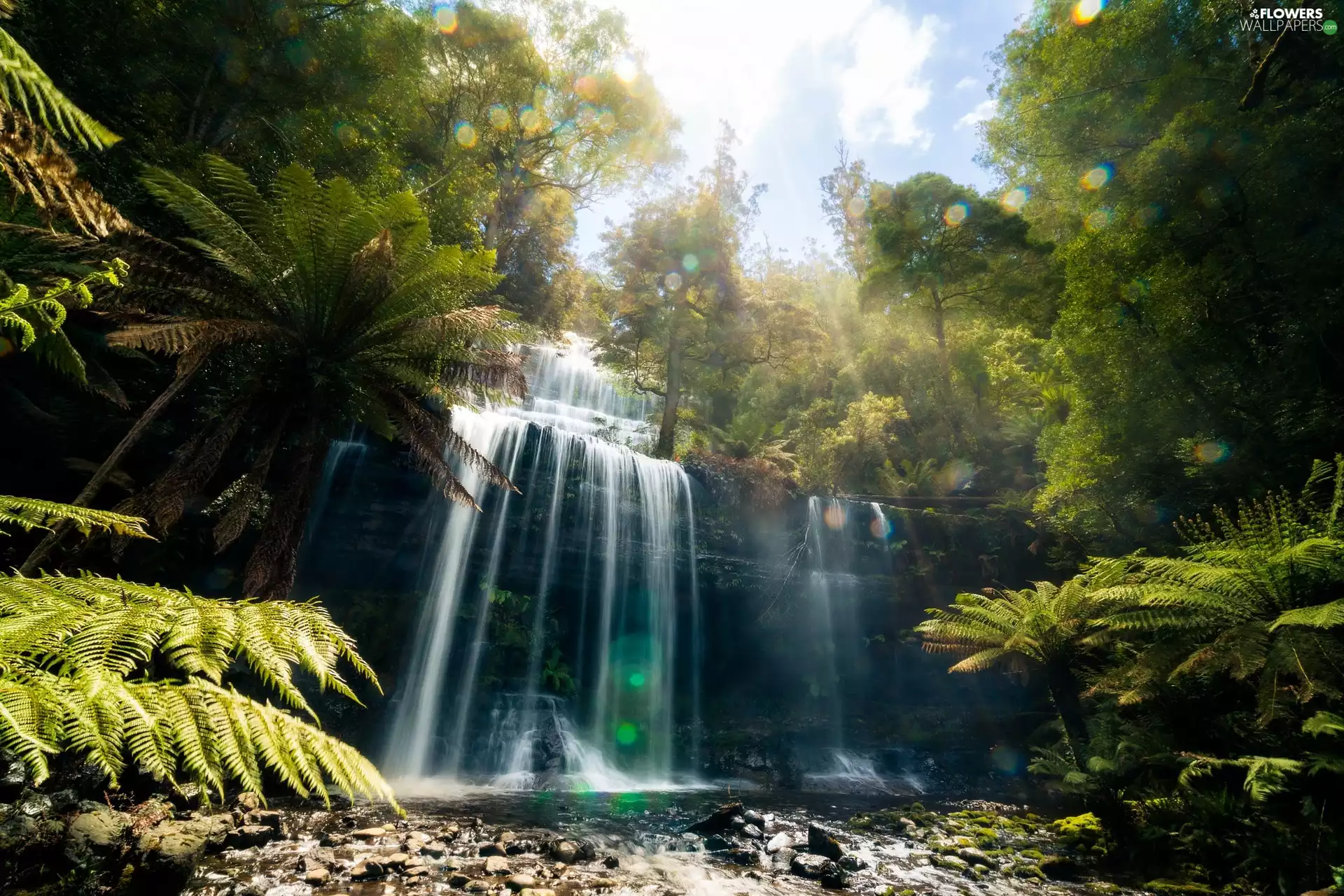 trees, fern, River, forest, waterfall, viewes, light breaking through sky