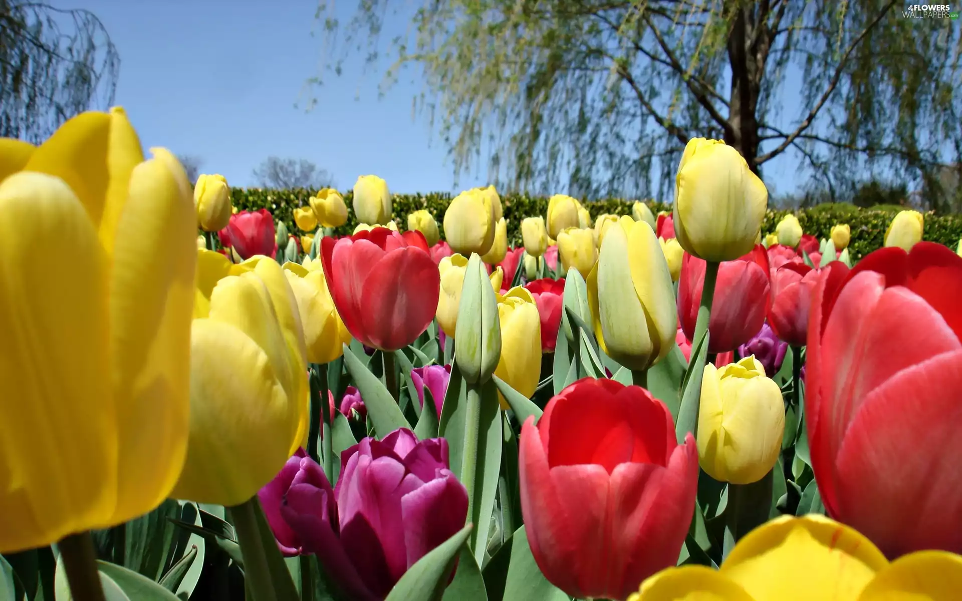 Tulips, viewes, Spring, trees