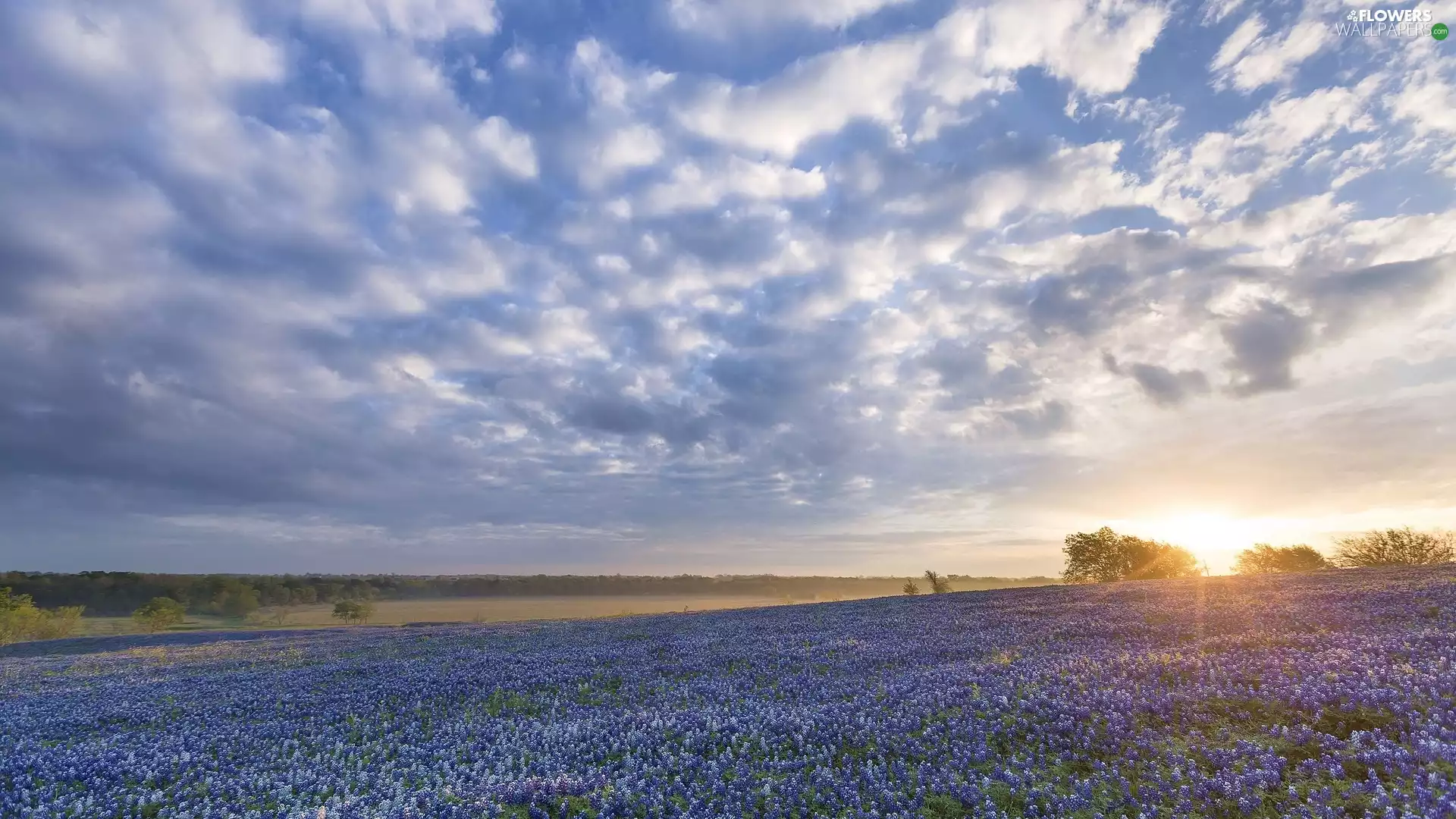 State of Texas, The United States, Ennis, Meadow, trees, viewes, Blue Lupine, Sunrise, Flowers