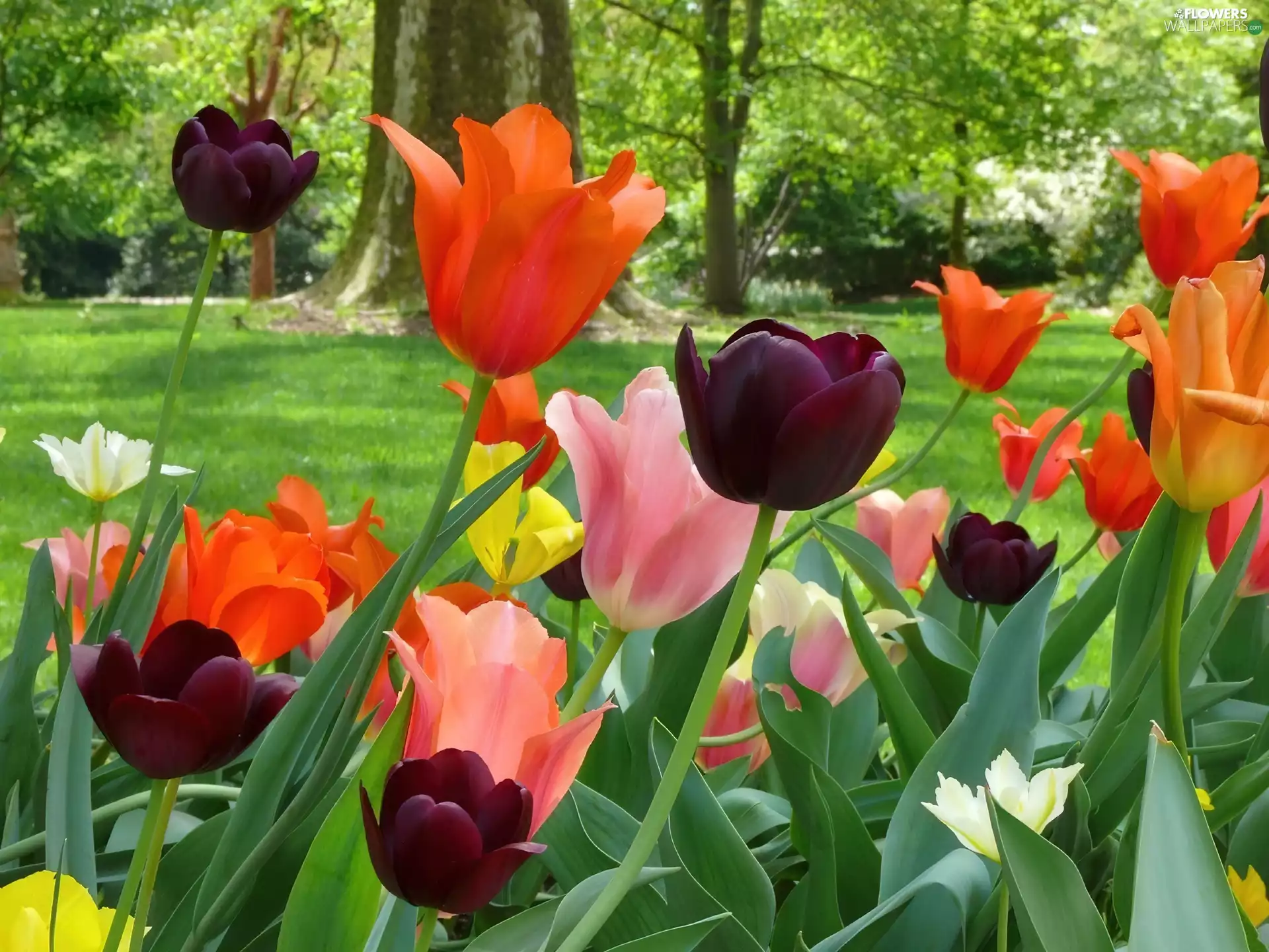 trees, viewes, Tulips, Lawn, color