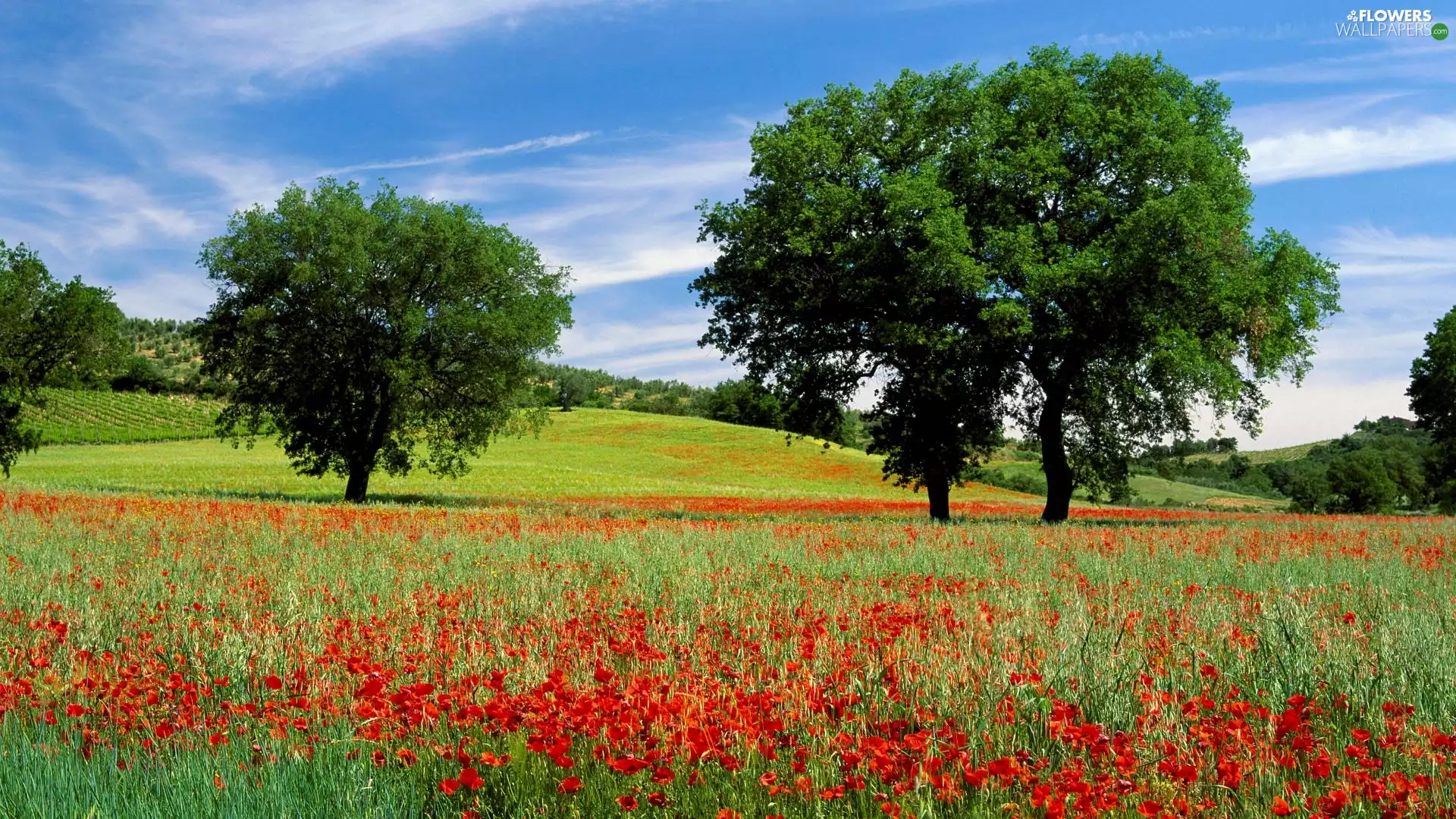 trees, viewes, Flowers, papavers, Meadow