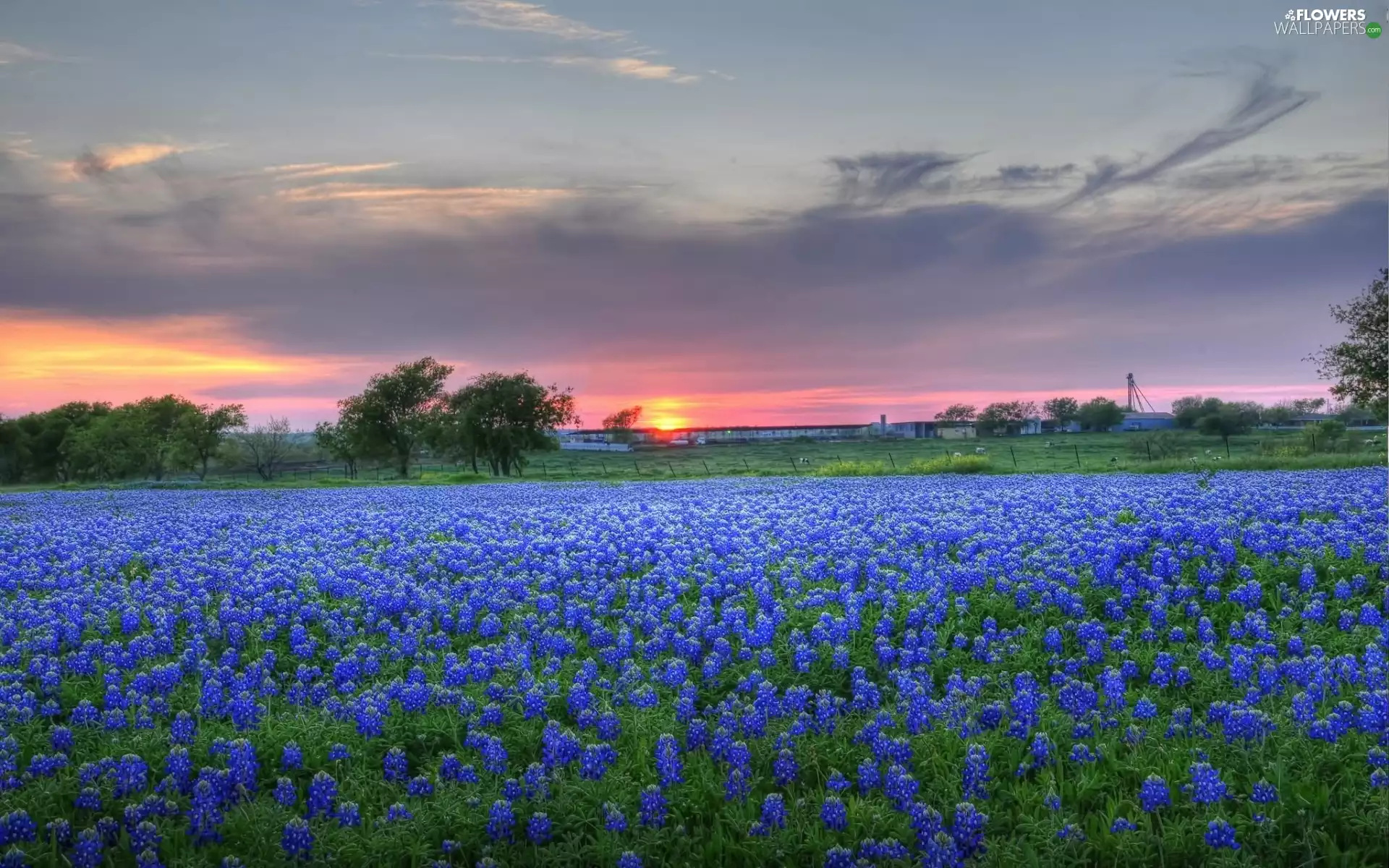 viewes, Flowers, west, trees, Meadow, clouds, sun