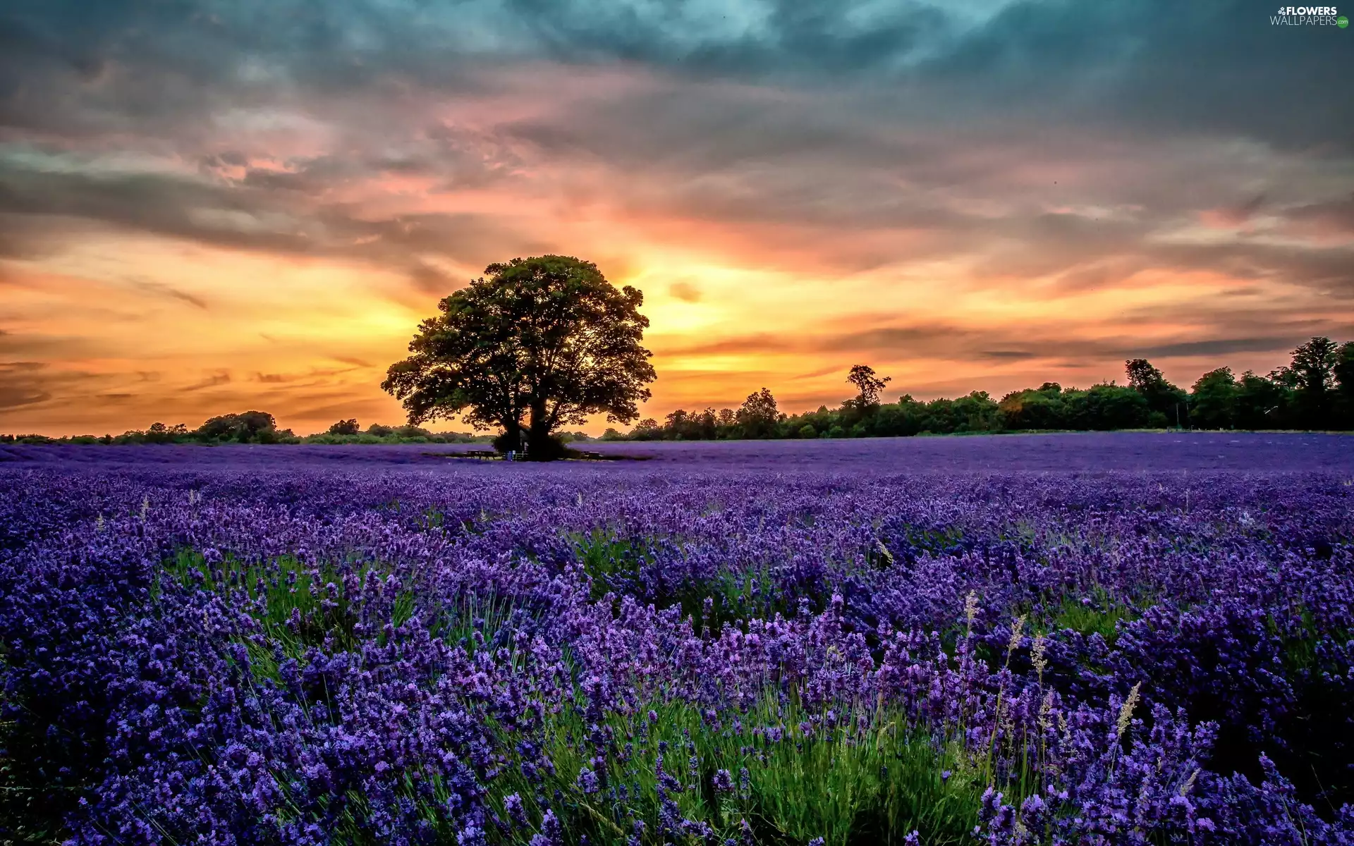 viewes, lavender, west, trees, Field, clouds, sun
