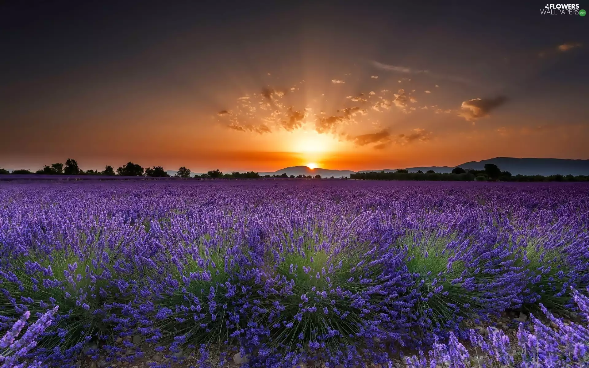viewes, lavender, west, trees, Field, Mountains, sun