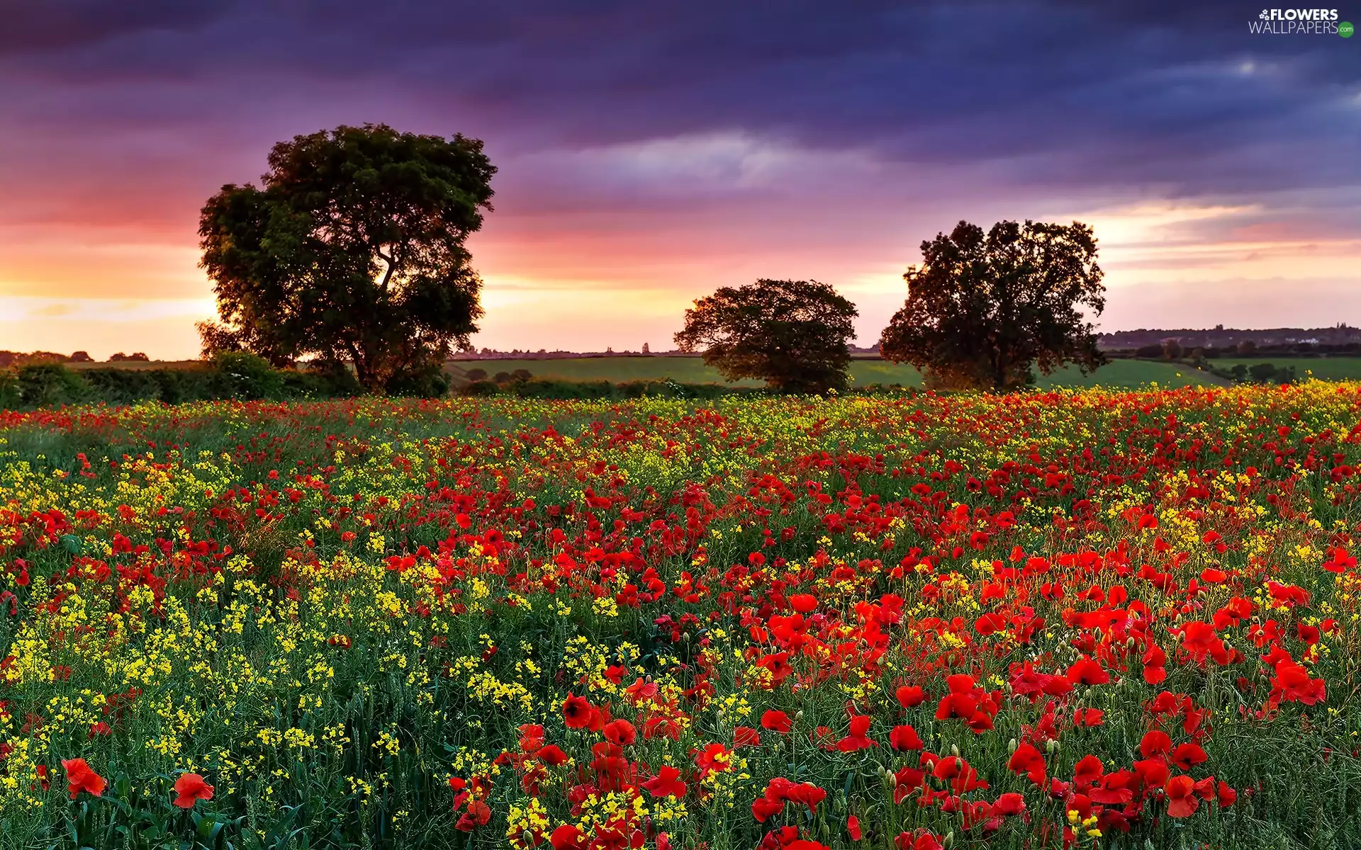 viewes, papavers, west, trees, Meadow, clouds, sun