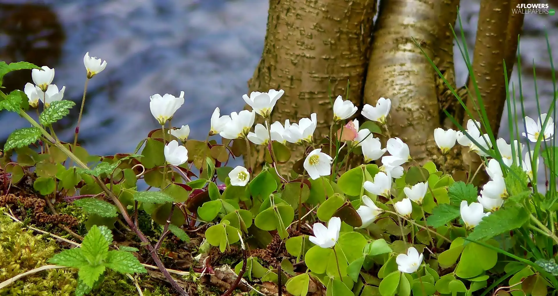 Wood Anemone, White, trees, viewes, Stems, Flowers