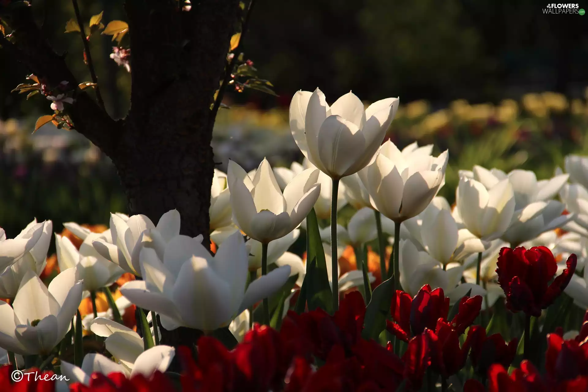White, Tulips, trees, Red