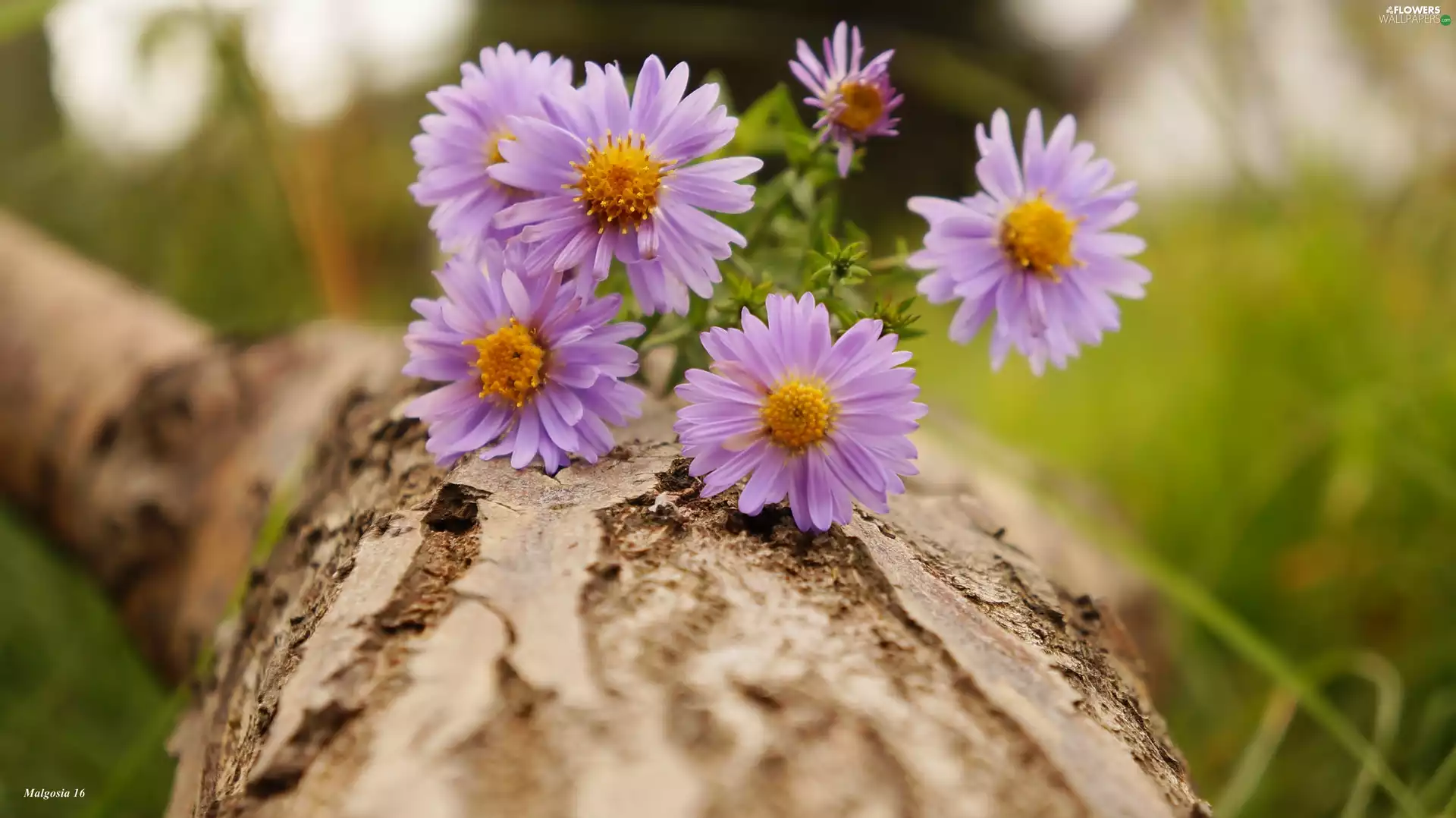 Astra, trees, viewes, trunk
