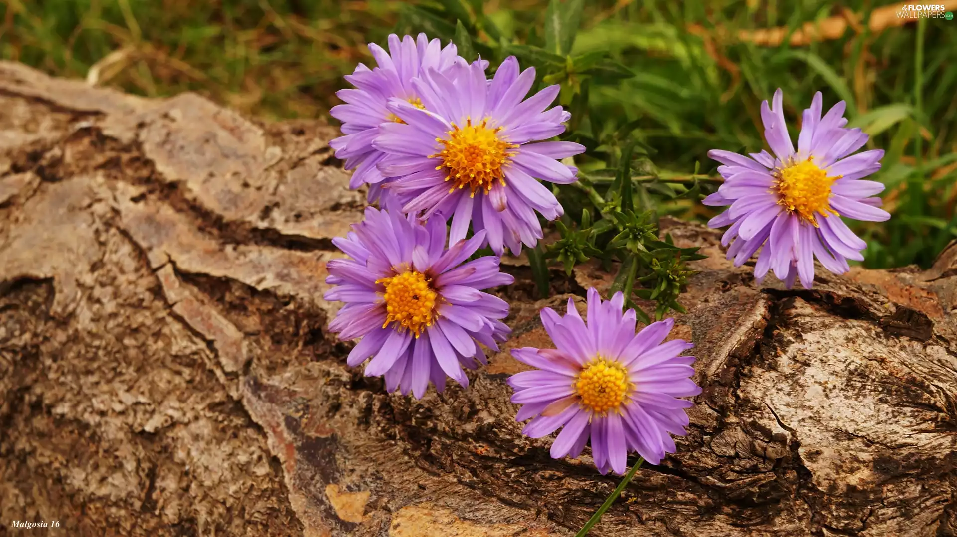 Astra, trees, viewes, trunk