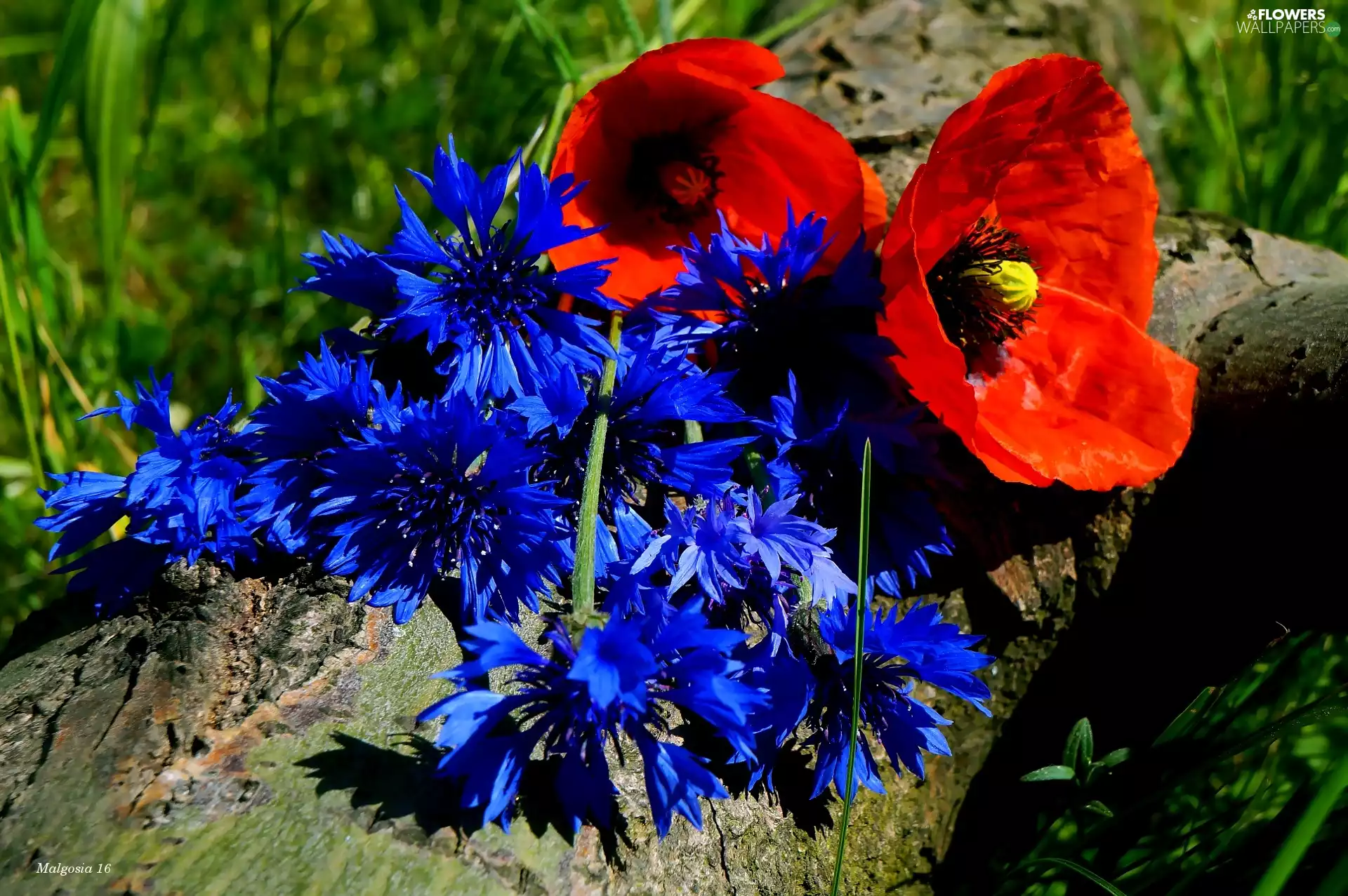 papavers, trunk, bouquet, cornflowers, Flowers