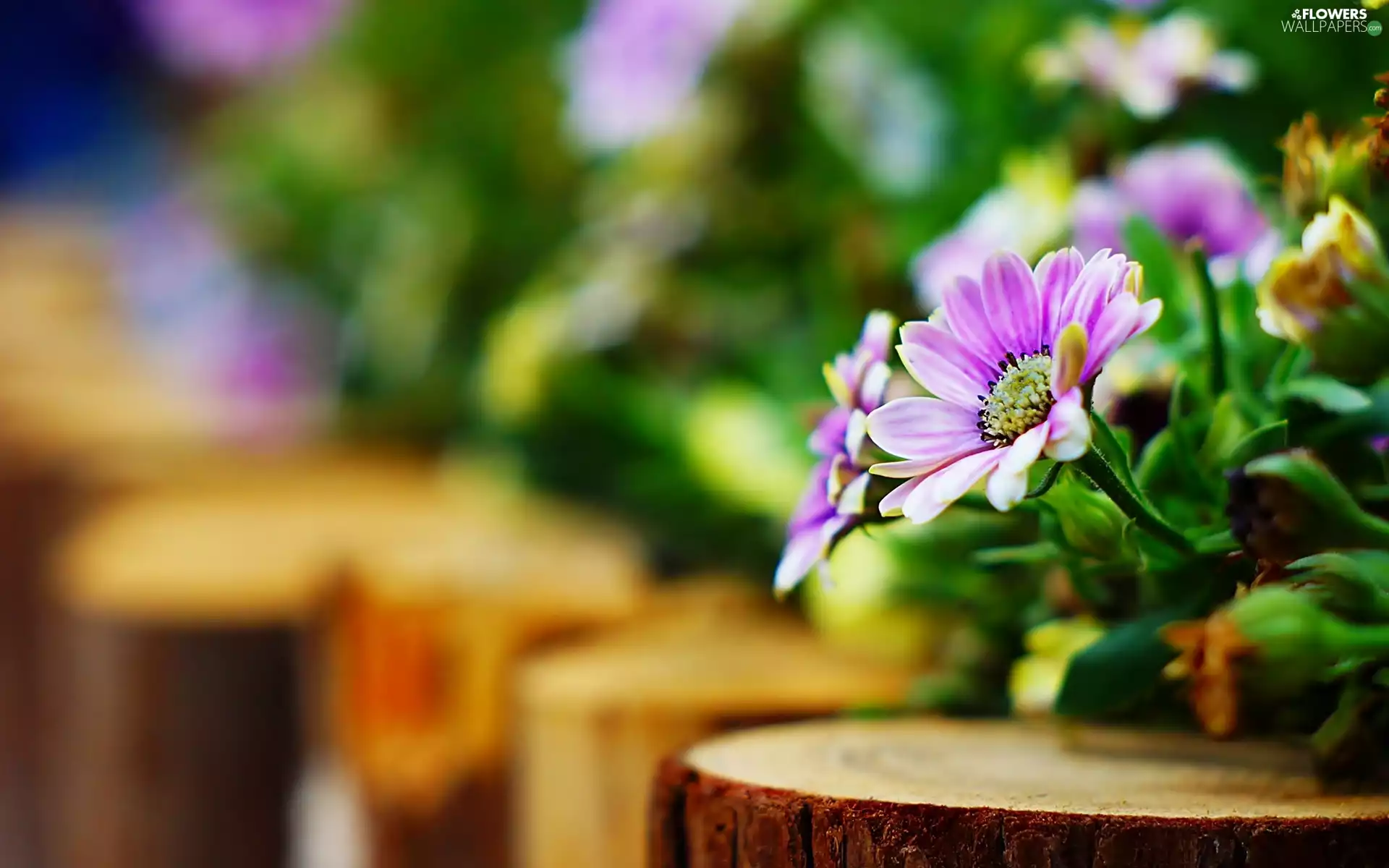 purple, daisies