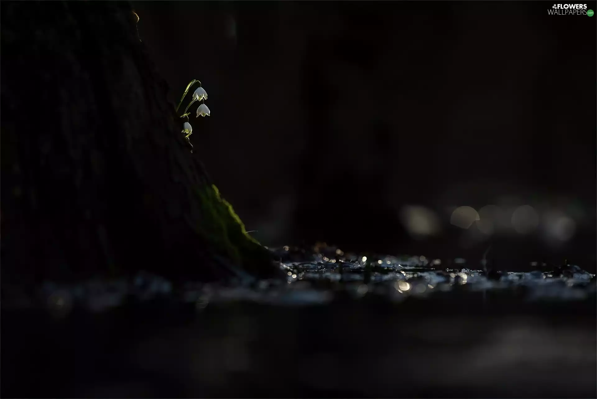 lilies, trees, viewes, trunk