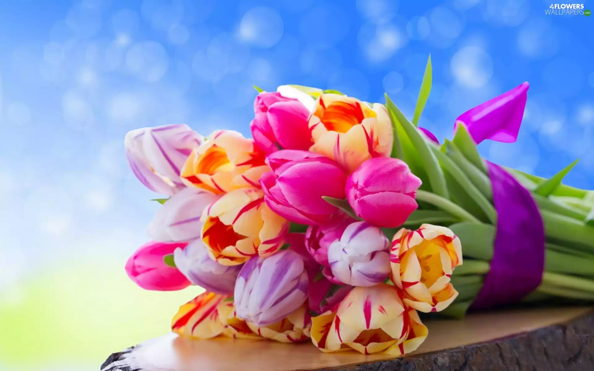 Tulips, Violet, viewes, ribbon, trees, color, Flowers, trunk