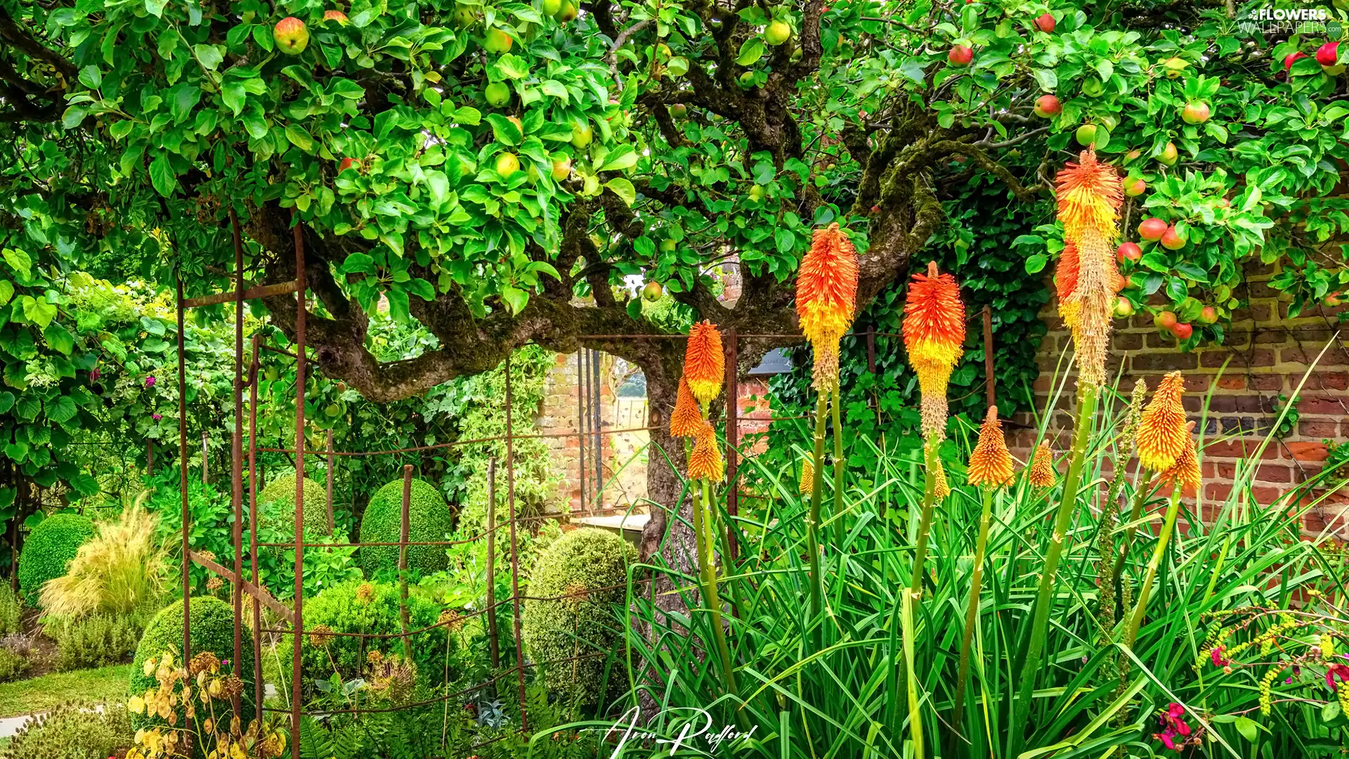 trees, viewes, Flowers, Trytoma groniasta, Garden