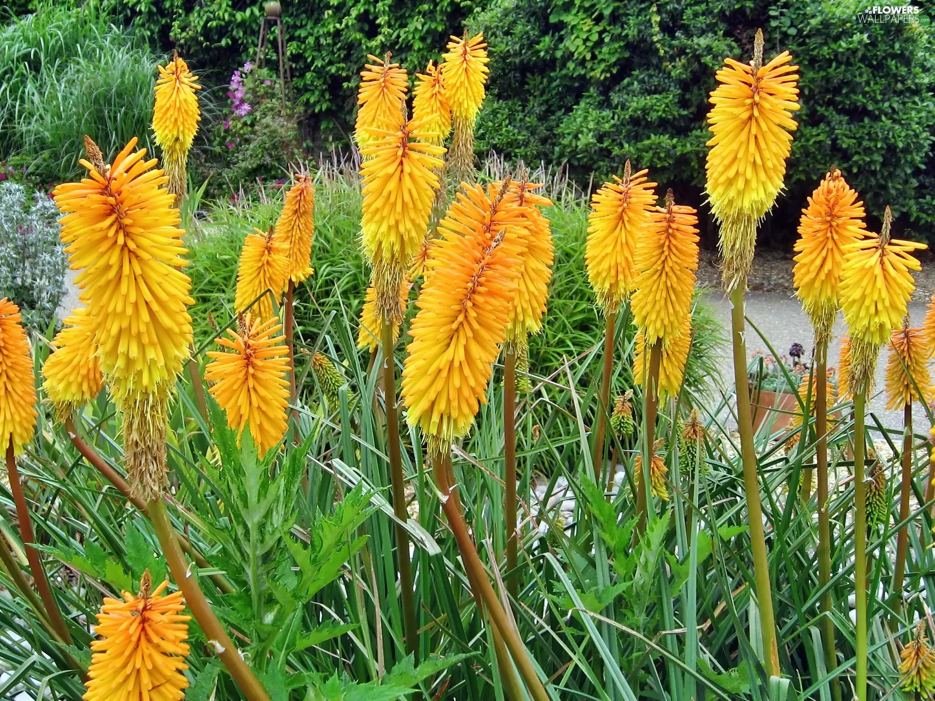 Yellow, Flowers, Trytoma groniasta, exotic