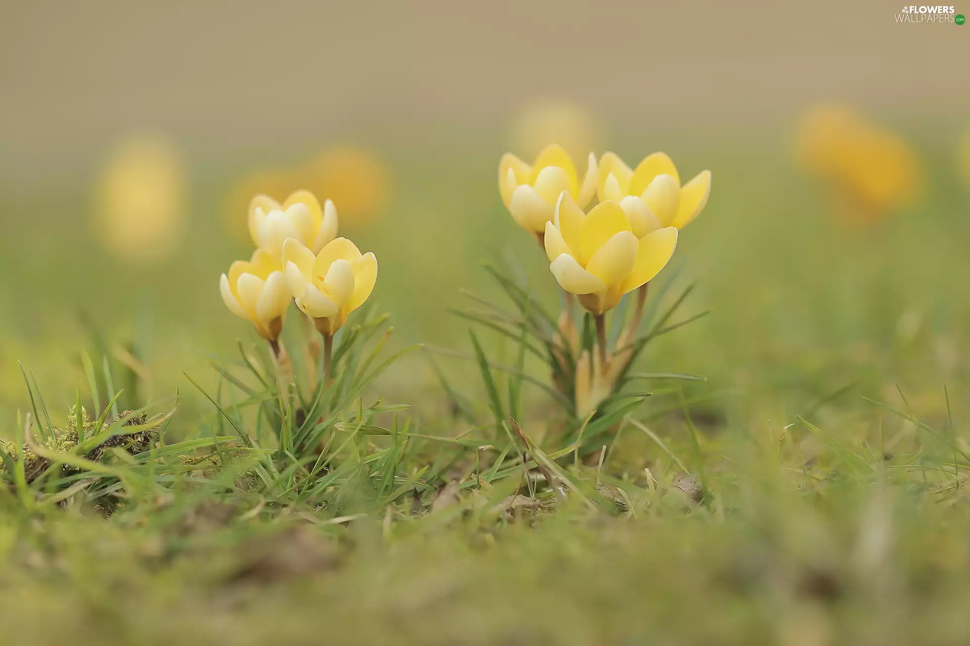 Tufts, Yellow, crocuses
