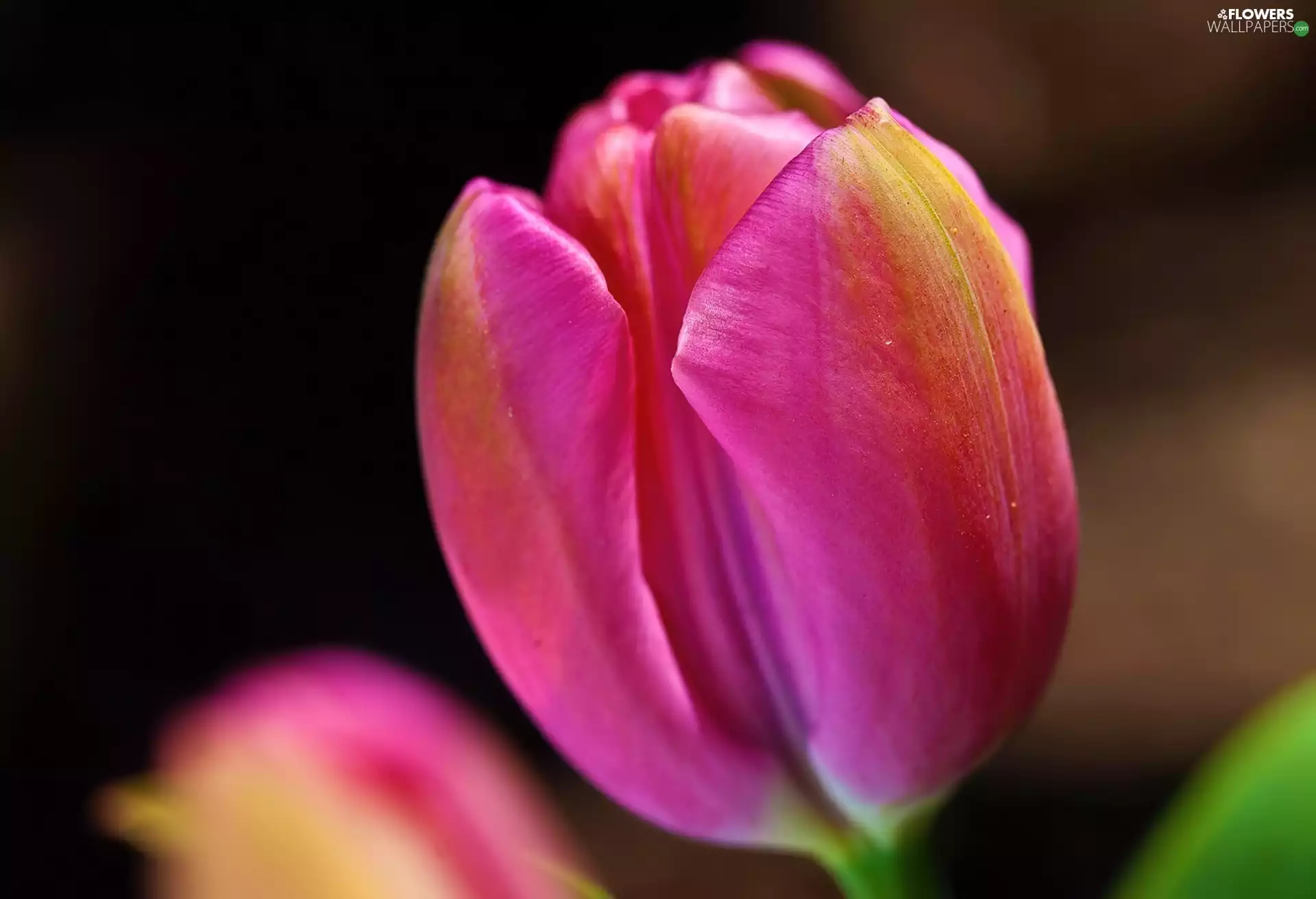 tulip