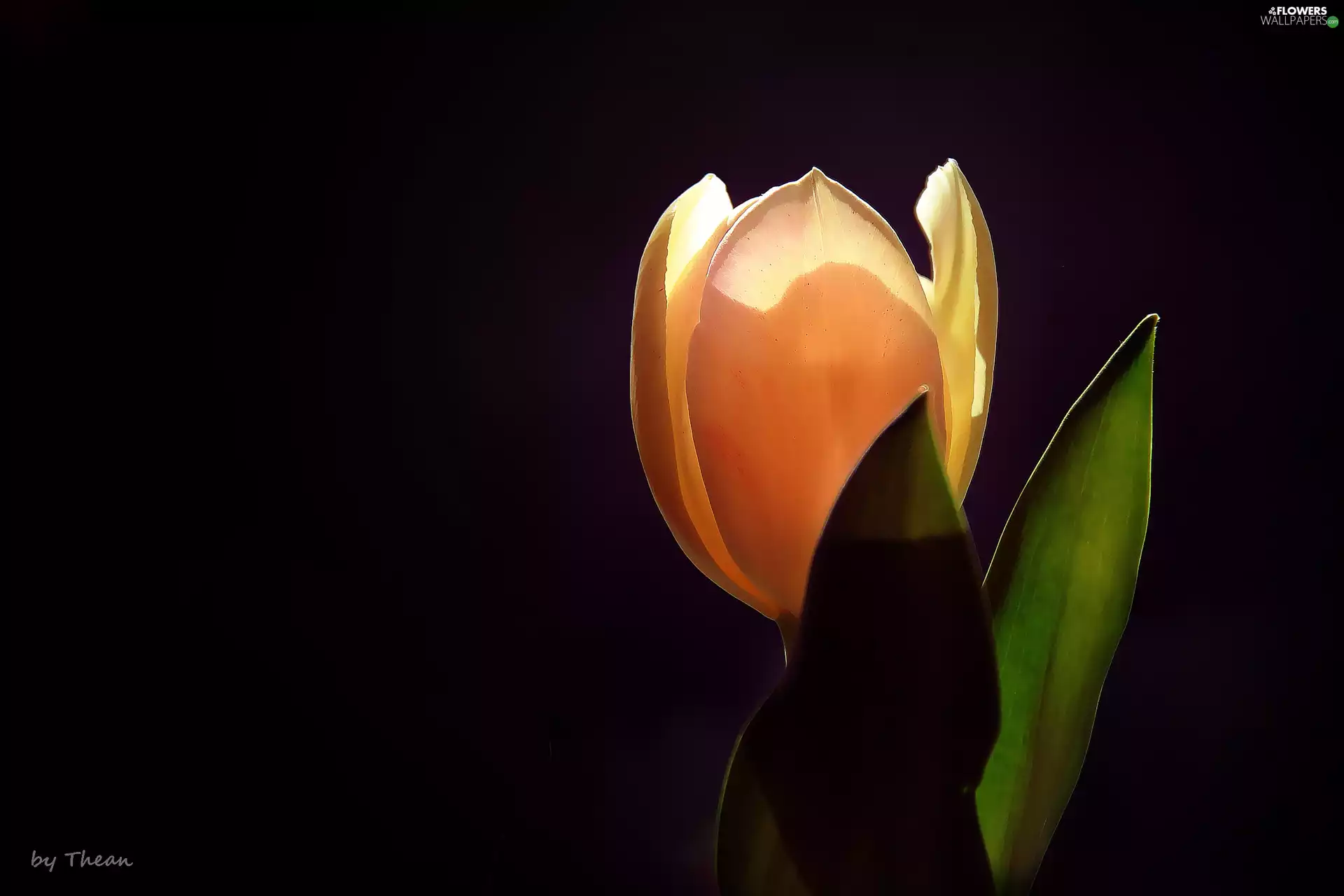 tulip