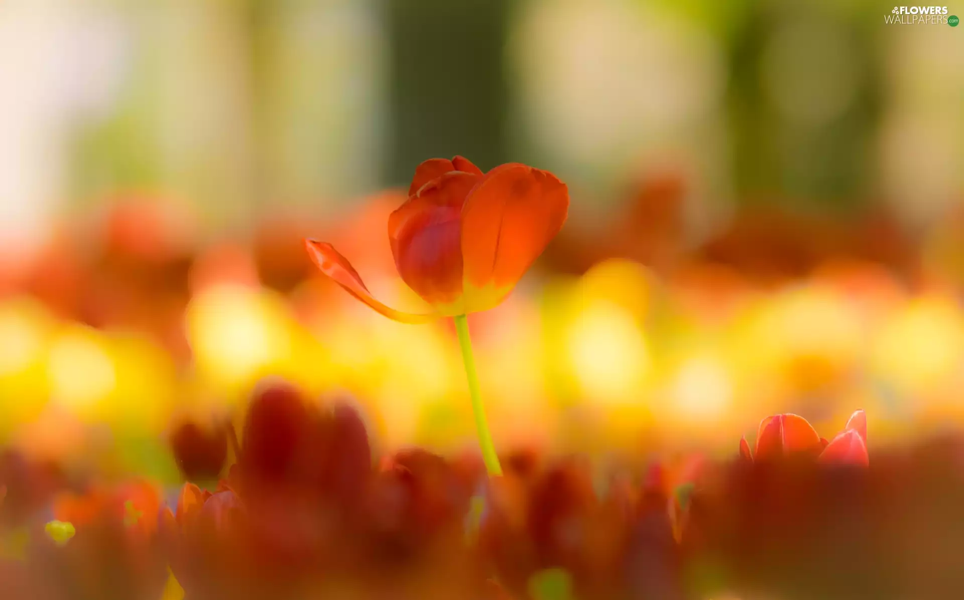 tulip, blurry background