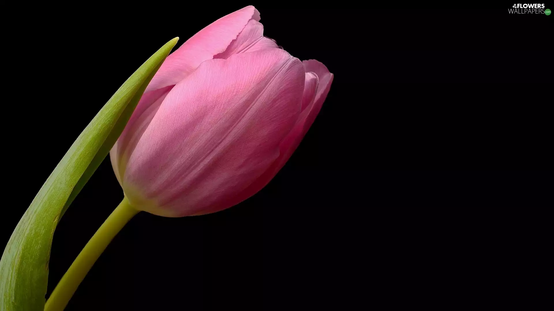 black background, Pink, tulip