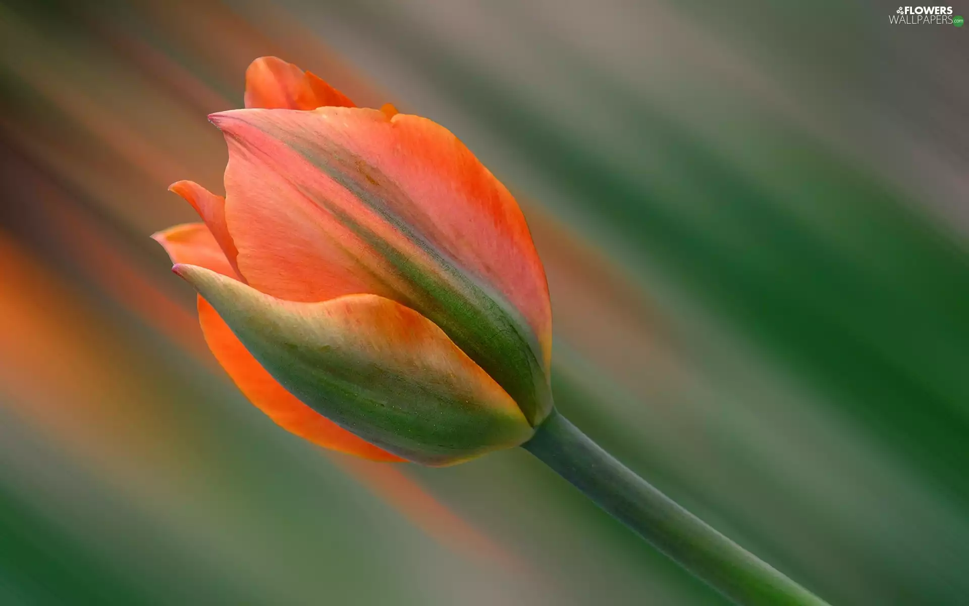 tulip, blur