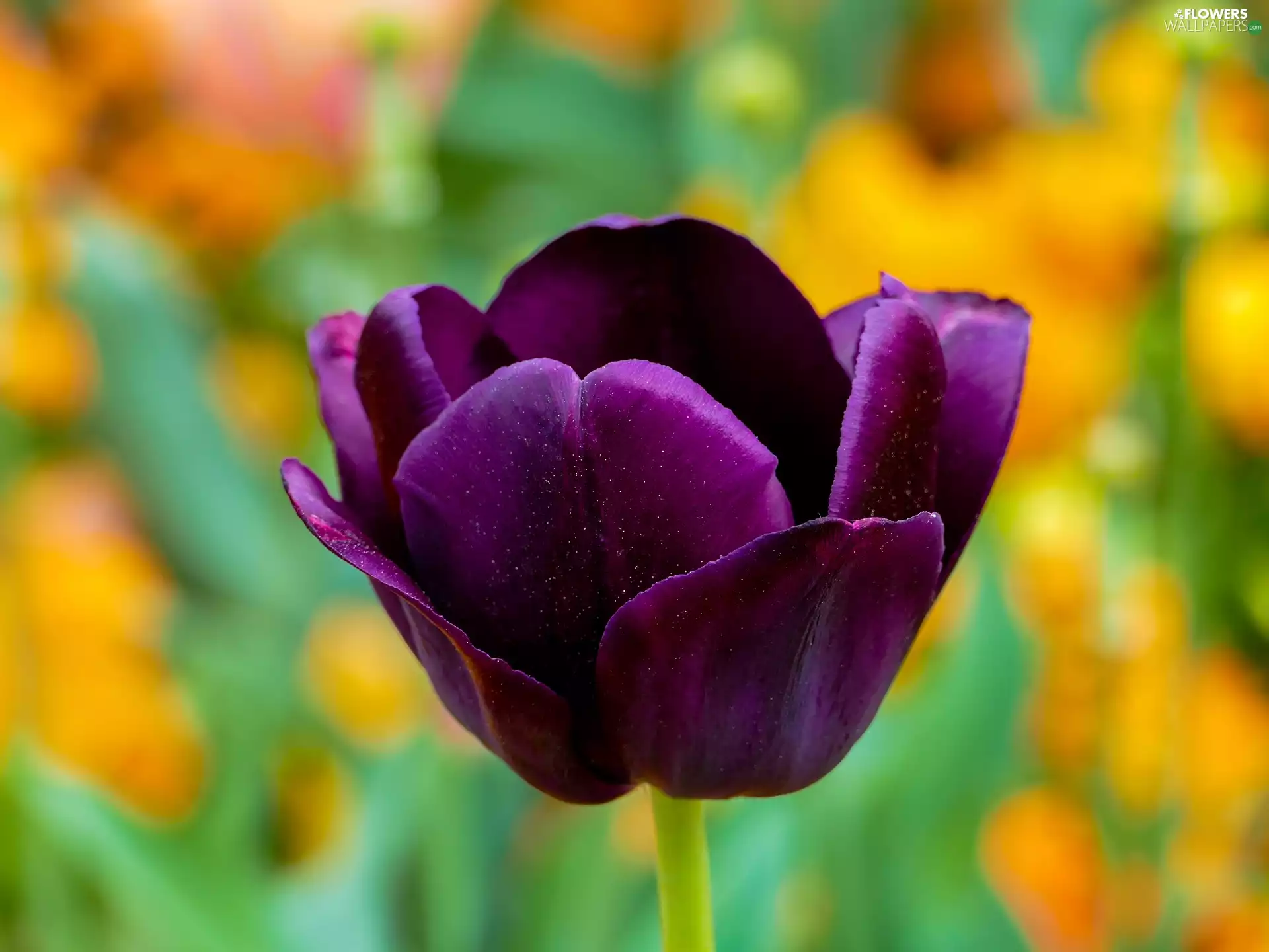 blurry background, claret, tulip