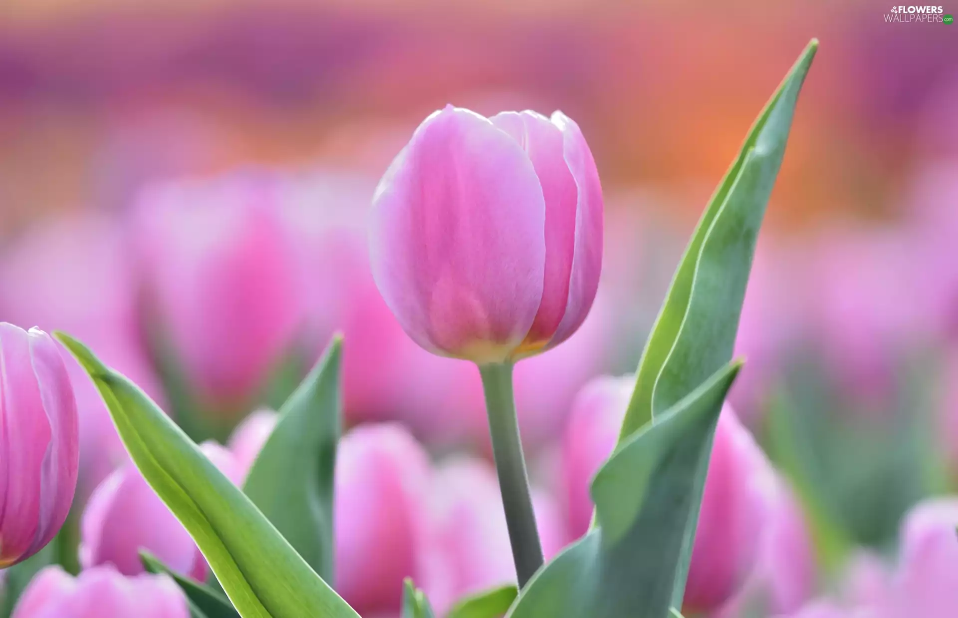 blurry background, Pink, tulip